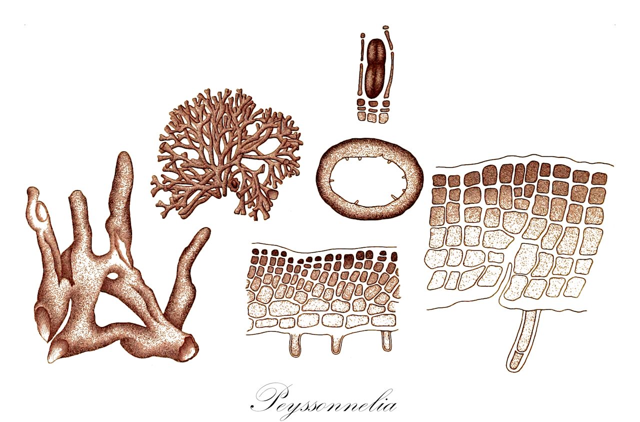 Peyssonnelia - Peyssonneliaceae,Biota,Plantae,Rhodophyta,Eurhodophytina,Florideophyceae,Peyssonneliales,Peyssonneliaceae,Peyssonnelia,Cruoriopsis, Haematostagon, Lithymenia, Peyssonellia, Squamaria