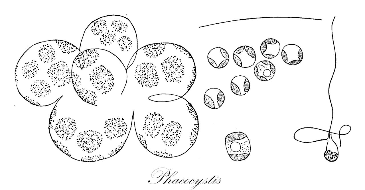 Phaeocystis - Chromista,Biota,Chromista,Haptophyta,Coccolithophyceae,Phaeocystales,Phaeocystaceae,Phaeocystis