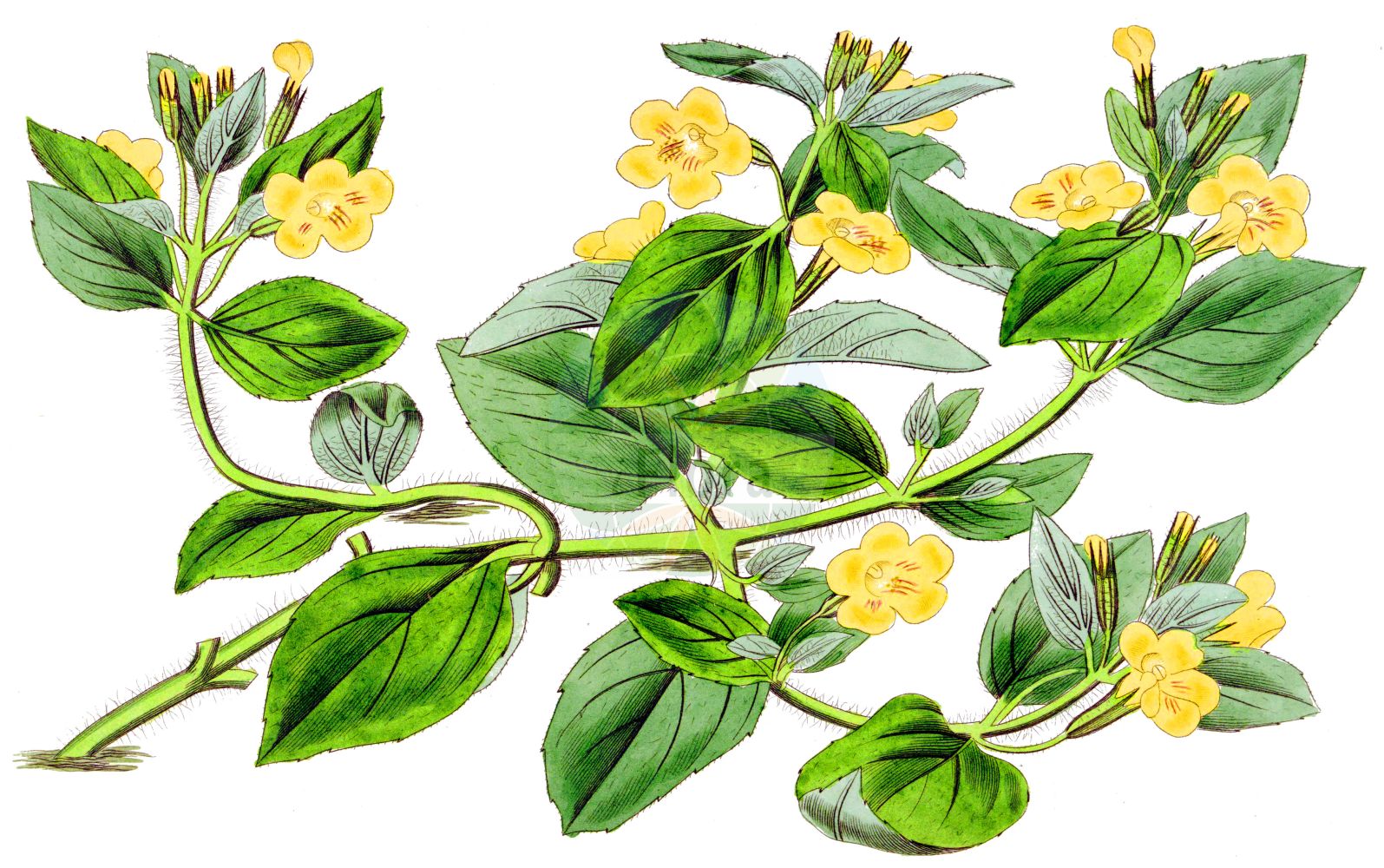 Historische Abbildung von Mimulus moschatus (Moschus-Gauklerblume - Musk). Das Bild zeigt Blatt, Bluete, Frucht und Same. ---- Historical Drawing of Mimulus moschatus (Moschus-Gauklerblume - Musk). The image is showing leaf, flower, fruit and seed.(Mimulus moschatus,Moschus-Gauklerblume,Musk,Mimulus moschatus,Moschus-Gauklerblume,Musk,Musk Flower,Musk Monkey,Musk Plant,Mimulus,Gaucklerblume,Monkeyflowers,Phrymaceae,Gauklerblumengewächse,Lopseed family,Blatt,Bluete,Frucht,Same,leaf,flower,fruit,seed,Botanical Register (1815-1828))