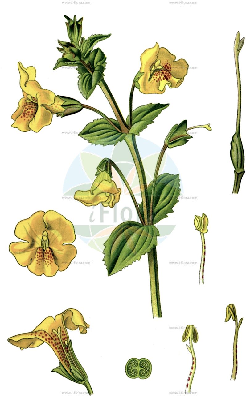 Erythranthe guttata - Phrymaceae,Plantae,Pteridobiotina,Angiosperms,Lamiales,Phrymaceae,Erythranthe,Erythranthe guttata,Mimulus clementinus, Mimulus cupriphilus, Mimulus duplex, Mimulus equinus, Mimulus exquisitus, Mimulus formosa-elegans, Mimulus glabratus var. adscendens, Mimulus grandiflorus, Mimulus guttatus, Mimulus guttatus subsp. guttatus, Mimulus guttatus subsp. haidensis, Mimulus guttatus subsp. litoralis, Mimulus guttatus subsp. typicus, Mimulus guttatus var. cupriphilus, Mimulus guttatus var. depauperatus, Mimulus guttatus var. gracilior, Mimulus guttatus var. guttatus, Mimulus guttatus var. lyratus, Mimulus guttatus var. platycalyx, Mimulus guttatus var. puberulus, Mimulus hirsutus, Mimulus langsdorffii, Mimulus langsdorffii var. argutus, Mimulus langsdorffii var. guttatus, Mimulus langsdorffii var. minima, Mimulus langsdorffii var. platyphyllus, Mimulus luteus var. depauperatus, Mimulus lyratus, Mimulus maclainii, Mimulus paniculatus, Mimulus petiolaris, Mimulus pictus, Mimulus platycalyx, Mimulus prionophyllus, Mimulus puberulus, Mimulus puberulus, Mimulus whipplei,Gefleckte Gauklerblume;Gelbe Gauklerblume;blood-drop-emlets;monkeyflower;monkey musk;seep monkey flower;Mimule ponctué;mimule tacheté;Mimolo giallo;Mimolo macchiato;maskerbloem;gele maskerbloem;губастик крапчатый;krabuljača;gyckelblomma;åben abeblomst;kroplik żółty;živorumeni krinkar;bohócvirág;kejklířka skvrnitá;čarodejka škvrnitá;губастик крапчастий;росен мимулус;kollane pärdiklill;lāsainā pērtiķmutīte;gjøglerblom;täpläapinankukka;geltonžiedis puikūnas