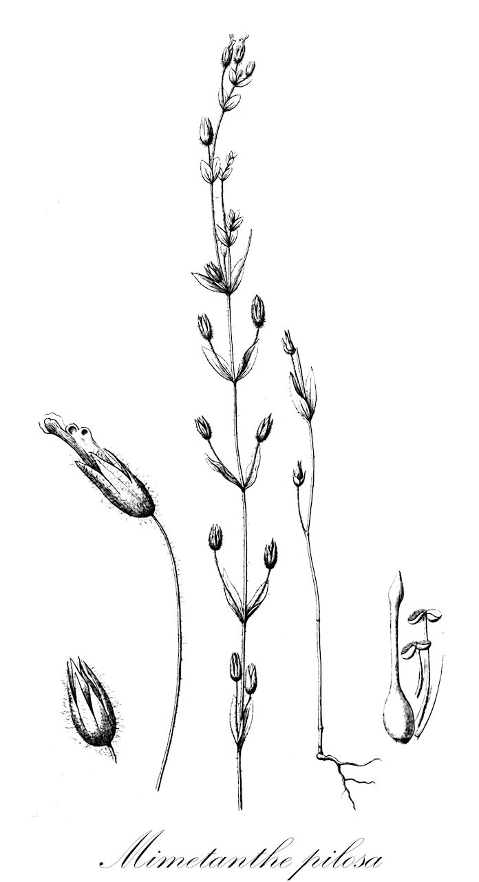 Mimetanthe pilosa - Phrymaceae,Plantae,Pteridobiotina,Angiosperms,Lamiales,Phrymaceae,Mimetanthe,Mimetanthe pilosa,Herpestis pilosa, Mimulus exilis, Mimulus pilosus, Moniera pilosa,downy;false;hairy mimetanthe;or snouted monkeyflower