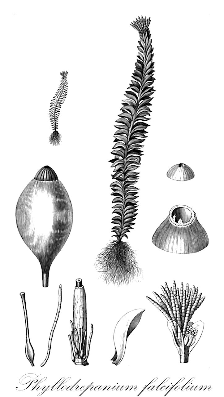 Phyllodrepanium falcifolium - Phyllodrepaniaceae,Plantae,Bryobiotina,Bryophyta,Bryopsida,Bryidae,Bryanae,Bryales,Phyllodrepaniaceae,Phyllodrepanium,Phyllodrepanium falcifolium,Dicranella falcifolium, Dicranum falcifolium, Drepanophyllum falcifolium, Drepanophyllum fulvum, Fissidens falcifolius, Schistostega fulva