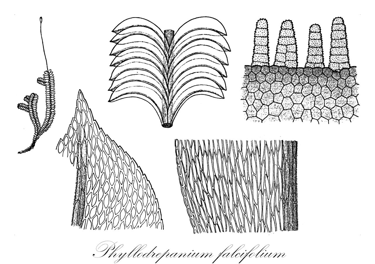 Phyllodrepanium falcifolium - Phyllodrepaniaceae,Plantae,Bryobiotina,Bryophyta,Bryopsida,Bryidae,Bryanae,Bryales,Phyllodrepaniaceae,Phyllodrepanium,Phyllodrepanium falcifolium,Dicranella falcifolium, Dicranum falcifolium, Drepanophyllum falcifolium, Drepanophyllum fulvum, Fissidens falcifolius, Schistostega fulva