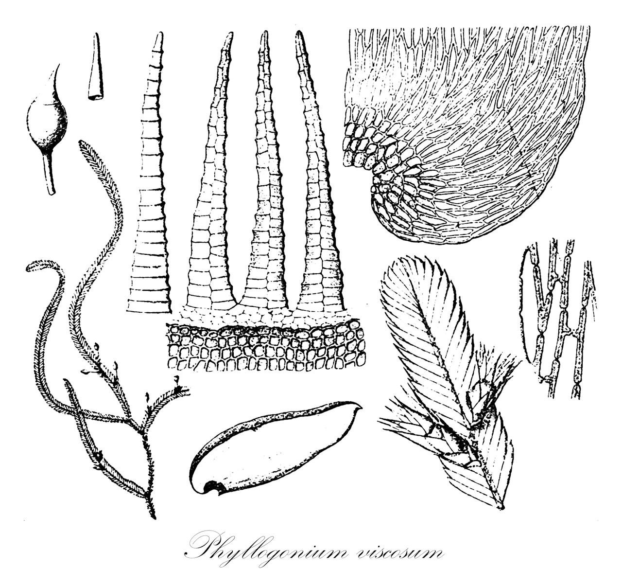 Phyllogonium viscosum - Phyllogoniaceae,Plantae,Bryobiotina,Bryophyta,Bryopsida,Bryidae,Hypnanae,Hypnales,Phyllogoniaceae,Phyllogonium,Phyllogonium viscosum,Hypnum naviculare, Hypnum naviculare, Phyllogonium aurescens, Phyllogonium fulgens var. visocosum, Phyllogonium serra, Phyllogonium speciosum, Phyllogonium viscosum f. viscosum, Phyllogonium viscosum var. viscosum, Pterigynandrum fulgens var. viscosum, Pterigynandrum viscosum, Pterogonium viscosum