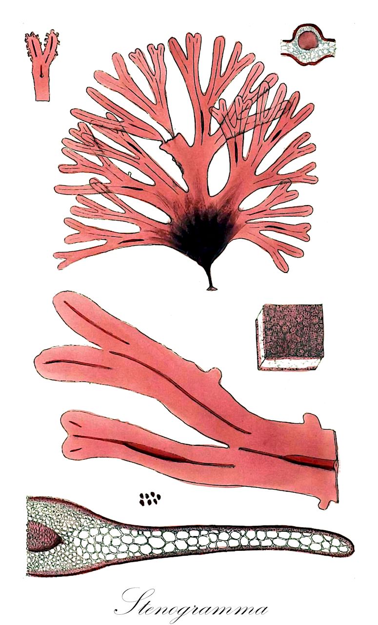 Stenogramma - Orchidaceae,Biota,Plantae,Rhodophyta,Eurhodophytina,Florideophyceae,Gigartinales,Phyllophoraceae,Stenogramma,Microgongrus