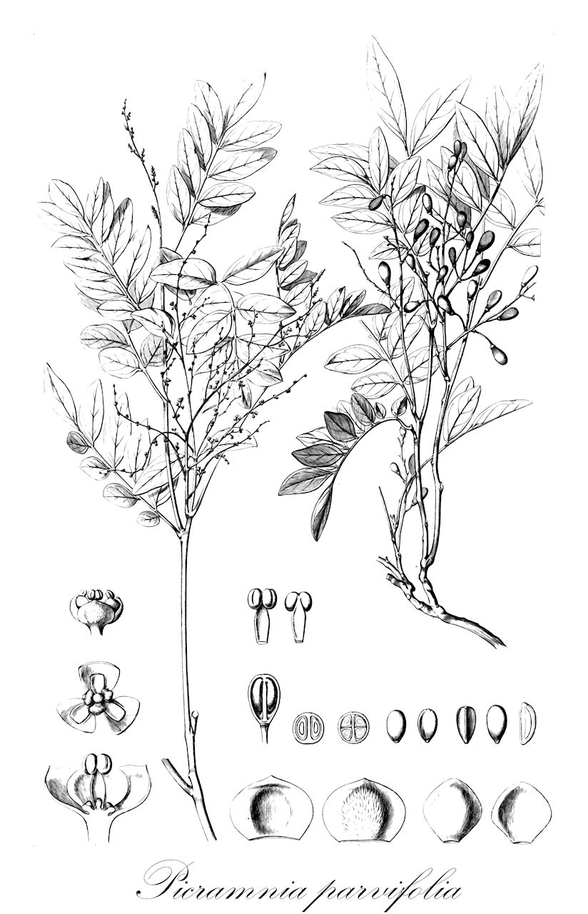 Picramnia parvifolia - Picramniaceae,Plantae,Pteridobiotina,Angiosperms,Picramniales,Picramniaceae,Picramnia,Picramnia parvifolia,Cupania undulata, Picramnia regnelli