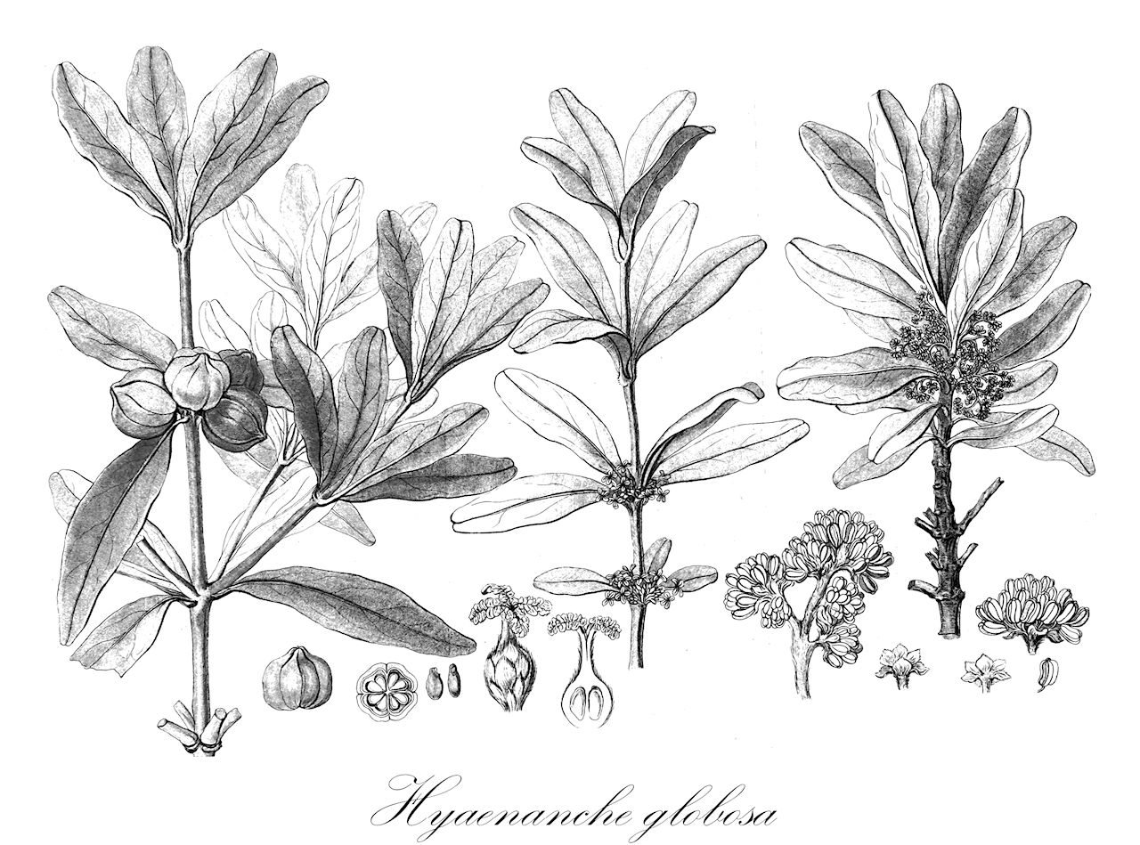 Hyaenanche globosa - Picrodendraceae,Plantae,Pteridobiotina,Angiosperms,Malpighiales,Picrodendraceae,Hyaenanche,Hyaenanche globosa,Hyaenanche capensis, Jatropha globosa, Toxicodendrum capense, Toxicodendrum globosum