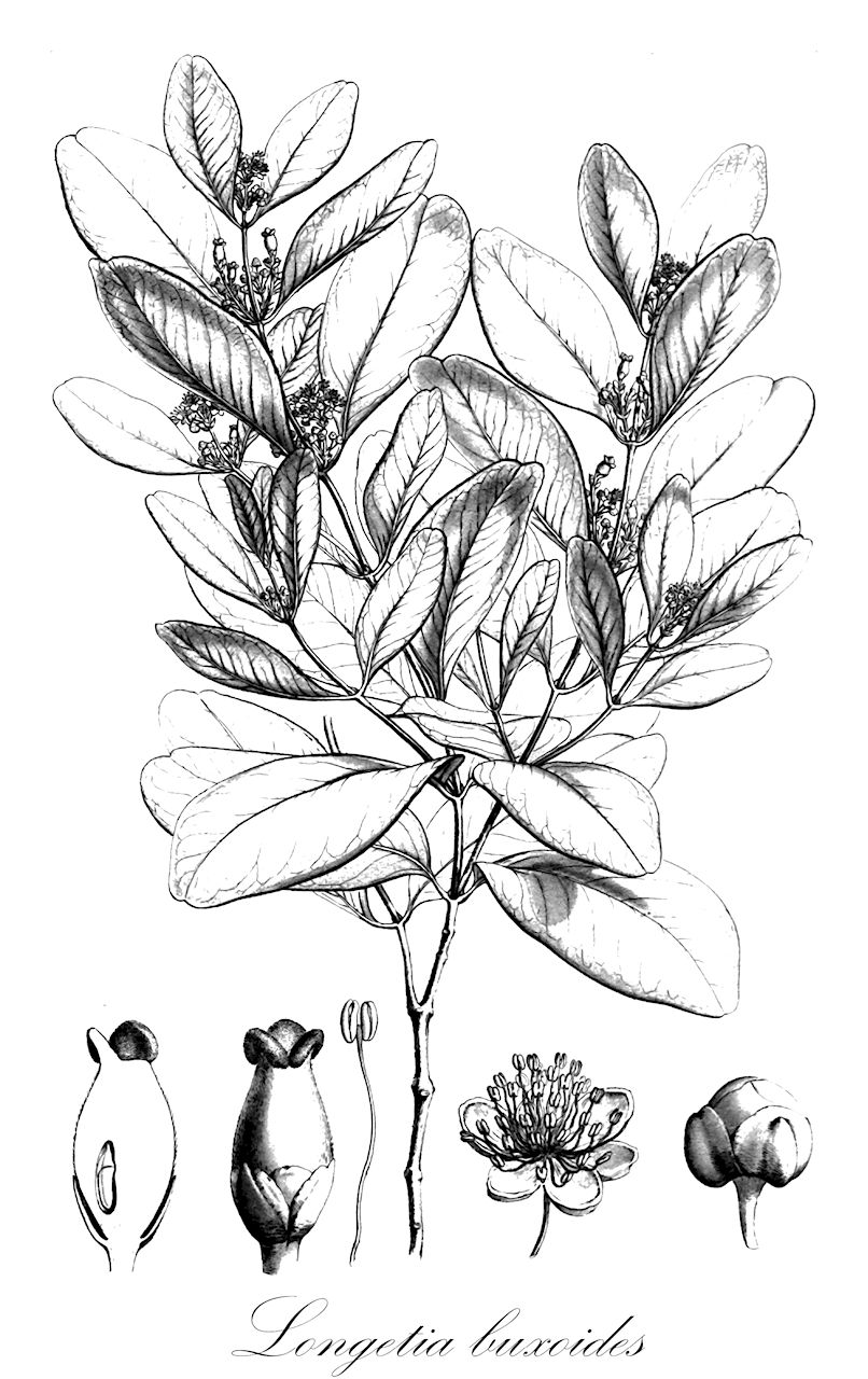 Longetia buxoides - Picrodendraceae,Plantae,Pteridobiotina,Angiosperms,Malpighiales,Picrodendraceae,Longetia,Longetia buxoides,Austrobuxus buxoides, Austrobuxus gracilis, Austrobuxus pisocarpus