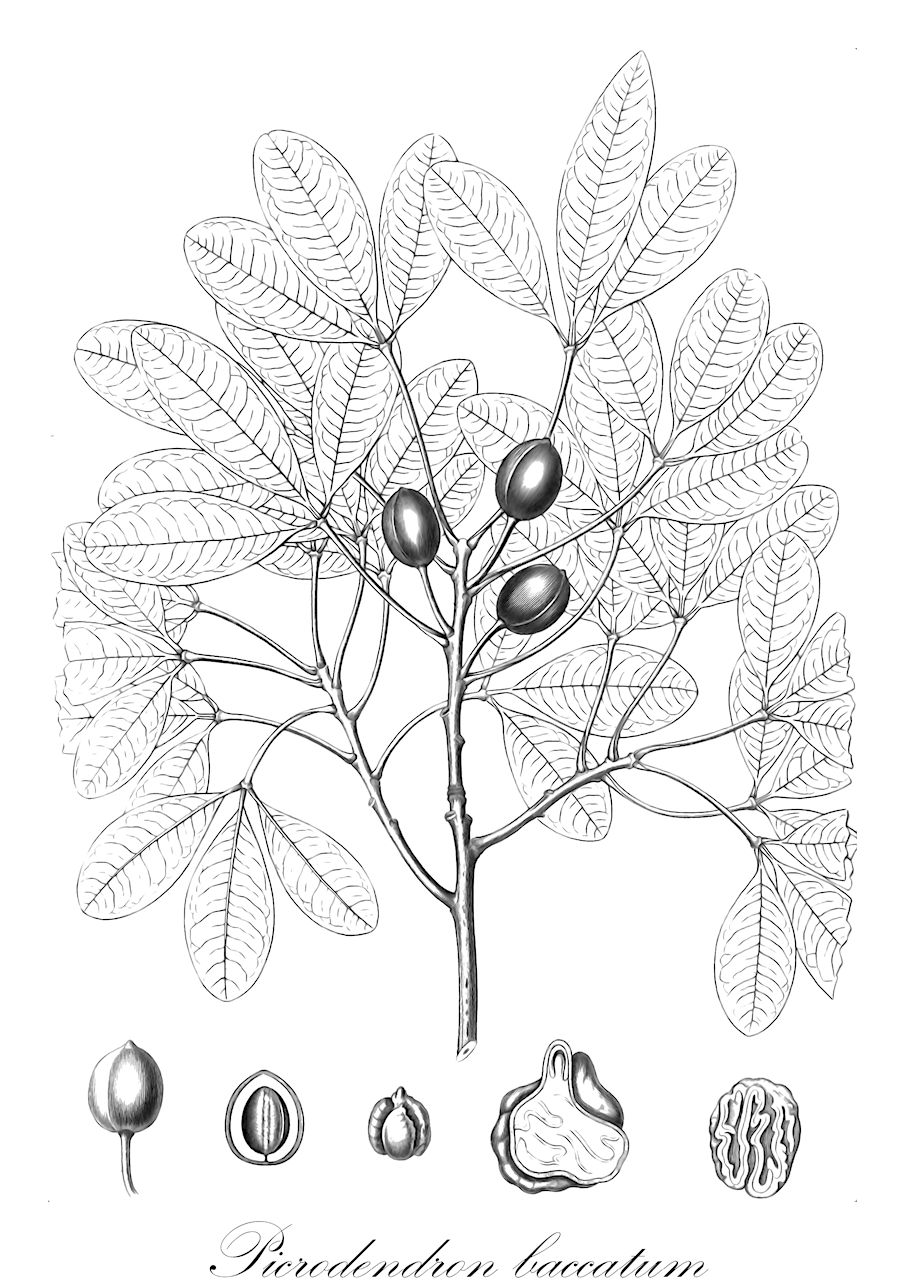 Picrodendron baccatum - Picrodendraceae,Plantae,Pteridobiotina,Angiosperms,Malpighiales,Picrodendraceae,Picrodendron,Picrodendron baccatum,Juglans baccata, Picrodendron juglans, Picrodendron macrocarpum, Picrodendron medium, Schmidelia macrocarpa