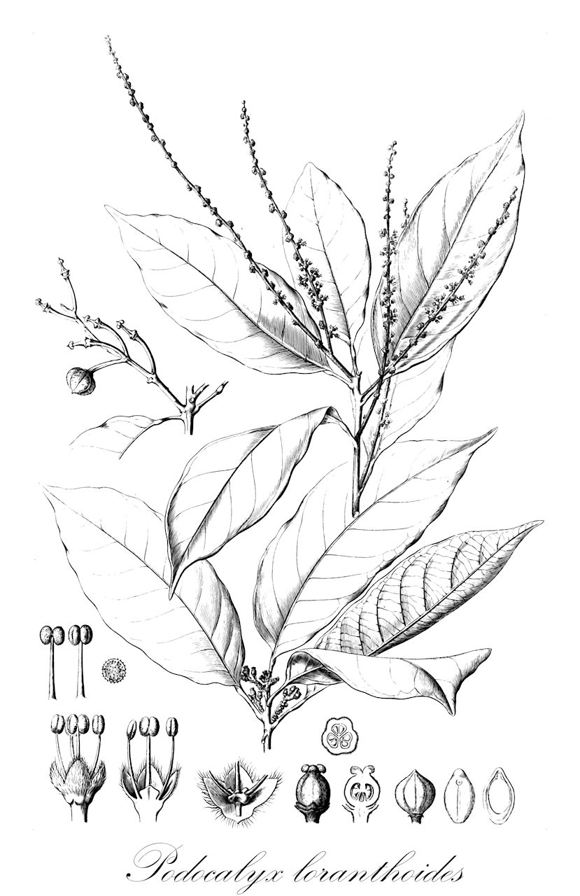 Podocalyx loranthoides - Picrodendraceae,Plantae,Pteridobiotina,Angiosperms,Malpighiales,Picrodendraceae,Podocalyx,Podocalyx loranthoides,Cunuria casiquiarensis, Richeria loranthoides