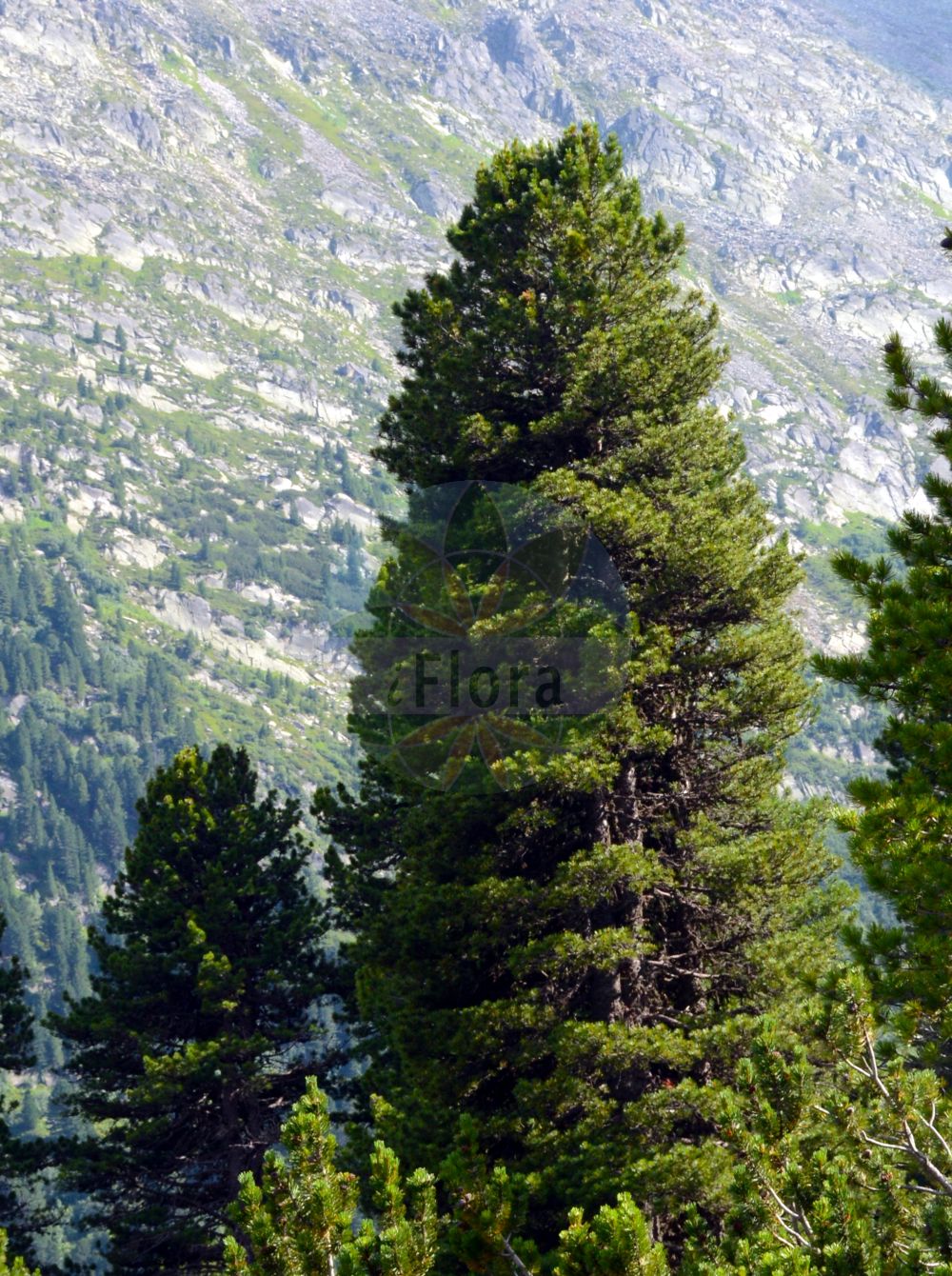 Foto von Pinus cembra (Zirbel-Kiefer - Arolla Pine). Das Foto wurde in Finkenberg, Tirol, Österreich, Alpen, Zillertal aufgenommen. ---- Photo of Pinus cembra (Zirbel-Kiefer - Arolla Pine). The picture was taken in Finkenberg, Tyrol, Austria, Alps, Zillertal.(Pinus cembra,Zirbel-Kiefer,Arolla Pine,Pinus cembra,Zirbel-Kiefer,Arve,Arolla Pine,Swiss Stone Pine,Alpine Stone Pine,Pinus,Kiefer,Pine,Pinaceae,Kieferngewächse,Pine family)