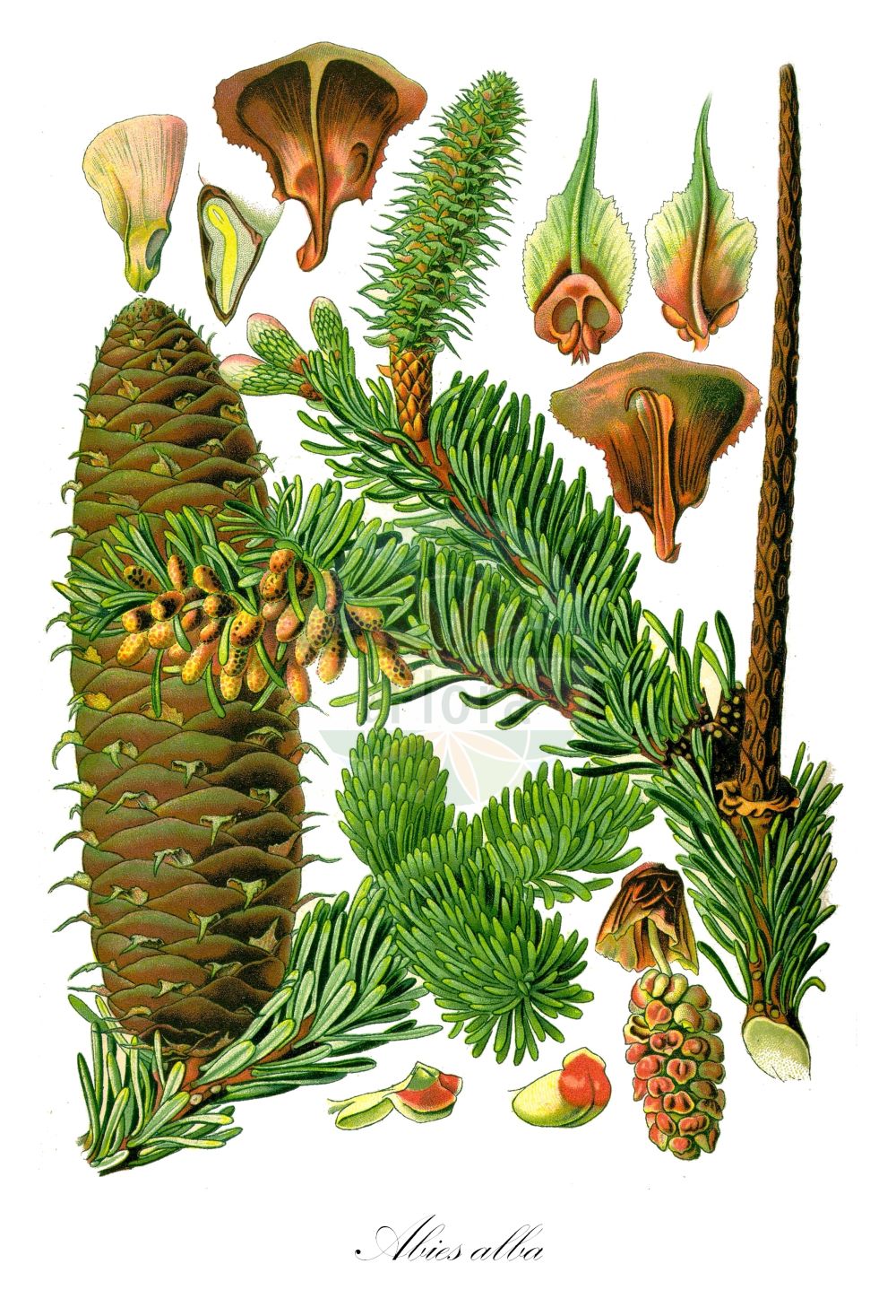 Historische Abbildung von Abies alba (Weiß-Tanne - European Silver-fir). ---- Historical Drawing of Abies alba (Weiß-Tanne - European Silver-fir).(Abies alba,Weiß-Tanne,European Silver-fir,Abies alba,Abies nobilis,Abies pardei,Abies pectinata,Pinus pectinata,Pinus picea,Weiss-Tanne,Edel-Tanne,European Silver-fir,Common Fir,Silver Fir,Swiss Pine,Abies,Tanne,Fir,Pinaceae,Kieferngewächse,Pine family,Thomé (1885))