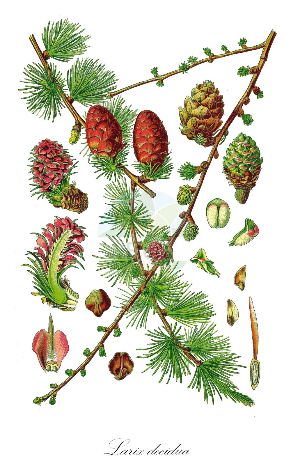 Historische Abbildung von Larix decidua (Europäische Lärche - European Larch). ---- Historical Drawing of Larix decidua (Europäische Lärche - European Larch).(Larix decidua,Europäische Lärche,European Larch,Larix decidua,Larix europaea,Pinus larix,Europaeische Laerche,European Larch,Common Larch,Larch,White Larch,Larix,Lärche,Larch,Pinaceae,Kieferngewächse,Pine family,Thomé (1885))