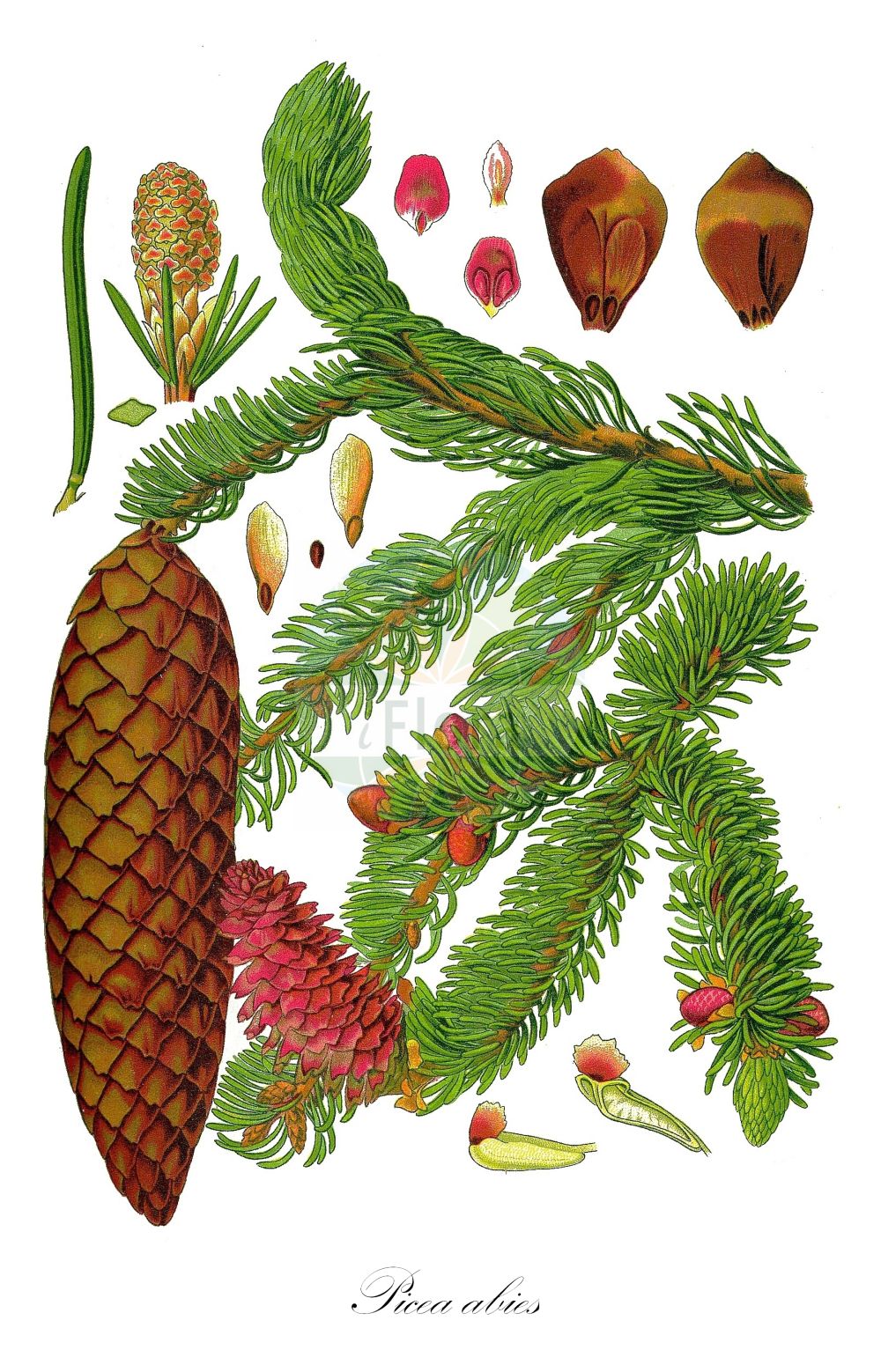 Historische Abbildung von Picea abies (Gewöhnliche Fichte - Norway Spruce). ---- Historical Drawing of Picea abies (Gewöhnliche Fichte - Norway Spruce).(Picea abies,Gewöhnliche Fichte,Norway Spruce,Abies alpestris,Abies excelsa,Picea abies,Picea excelsa,Picea integrisquamis,Picea vulgaris,Pinus abies,Pinus excelsa,Gewoehnliche Fichte,Fichte,Rot-Tanne,Norway Spruce,Christmas Tree,Common Pitch Fir,Common Spruce,European Spruce,Picea,Fichte,Spruce,Pinaceae,Kieferngewächse,Pine family,Thomé (1885))