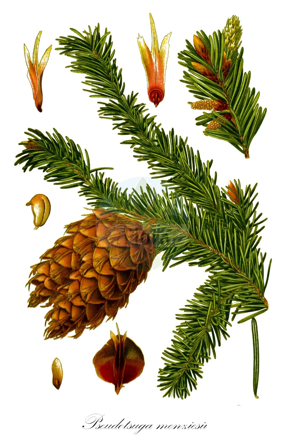 Historische Abbildung von Pseudotsuga menziesii (Gewöhnliche Douglasie - Douglas Fir). ---- Historical Drawing of Pseudotsuga menziesii (Gewöhnliche Douglasie - Douglas Fir).(Pseudotsuga menziesii,Gewöhnliche Douglasie,Douglas Fir,Abies menziesii,Pinus douglasii,Pinus taxifolia,Pseudotsuga douglasii,Pseudotsuga menziesii,Pseudotsuga taxifolia,Gewoehnliche Douglasie,Douglasie,Gebirgs-Douglasie,Douglas Fir,British Columbian Pine,Columbian Pine,Coast Douglas-fir,Douglas Spruce,Rocky Mountain Douglas-fir,Green Douglas Fir,Oregon Pine,Red Fir,Pseudotsuga,Douglasie,Douglas-fir,Pinaceae,Kieferngewächse,Pine family,Mouillefert (1892-1898))