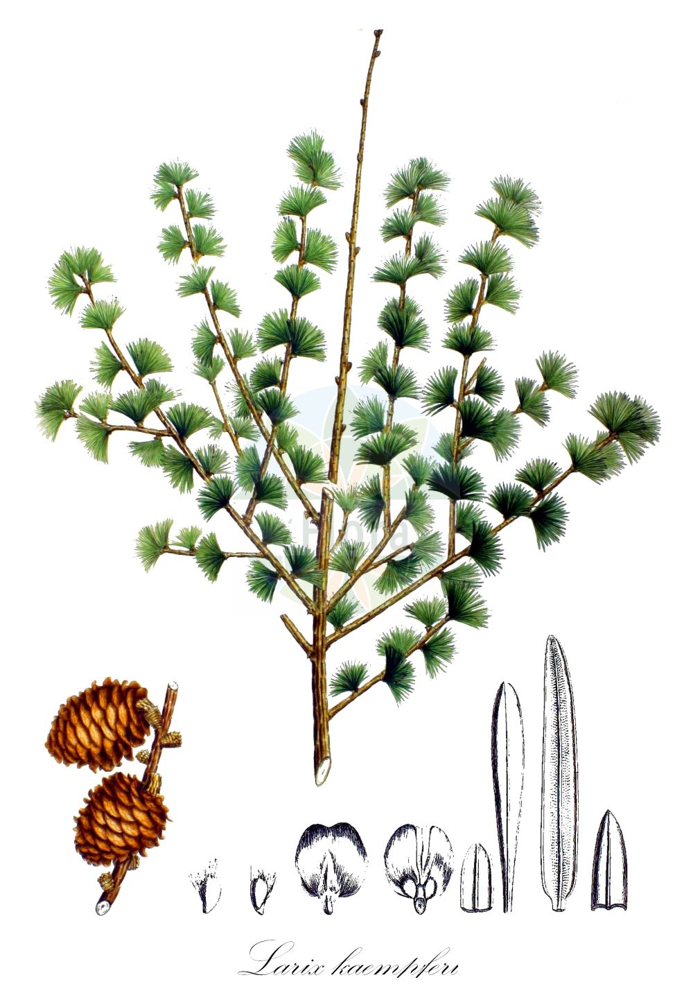 Historische Abbildung von Larix kaempferi (Japanische Lärche - Japanese Larch). Das Bild zeigt Blatt, Bluete, Frucht und Same. ---- Historical Drawing of Larix kaempferi (Japanische Lärche - Japanese Larch). The image is showing leaf, flower, fruit and seed.(Larix kaempferi,Japanische Lärche,Japanese Larch,Abies leptolepis,Larix japonica,Larix kaempferi,Larix leptolepis,Pinus kaempferi,Japanische Laerche,Japanese Larch,Larix,Lärche,Larch,Pinaceae,Kieferngewächse,Pine family,Blatt,Bluete,Frucht,Same,leaf,flower,fruit,seed,von Siebold & Zuccarini (1835-1875))
