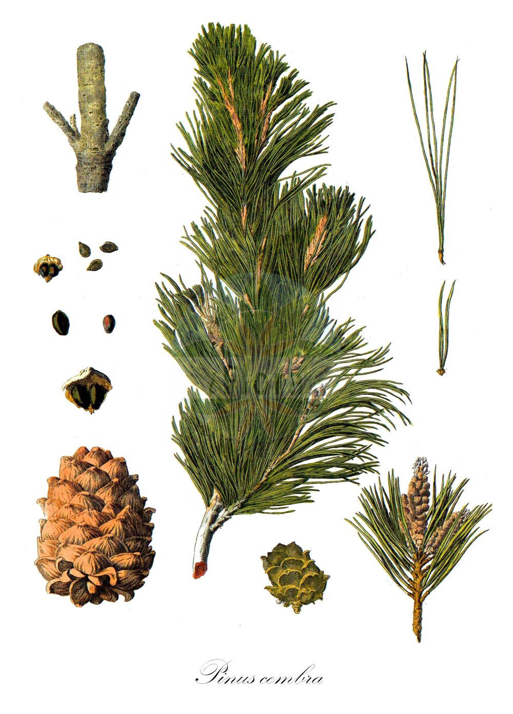 Historische Abbildung von Pinus cembra (Zirbel-Kiefer - Arolla Pine). ---- Historical Drawing of Pinus cembra (Zirbel-Kiefer - Arolla Pine).(Pinus cembra,Zirbel-Kiefer,Arolla Pine,Pinus cembra,Zirbel-Kiefer,Arve,Arolla Pine,Swiss Stone Pine,Alpine Stone Pine,Pinus,Kiefer,Pine,Pinaceae,Kieferngewächse,Pine family,Pallas (1784-1788))