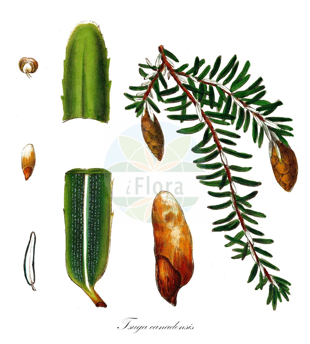 Historische Abbildung von Tsuga canadensis (Kanadische Hemlocktanne - Eastern Hemlock-spruce). ---- Historical Drawing of Tsuga canadensis (Kanadische Hemlocktanne - Eastern Hemlock-spruce).(Tsuga canadensis,Kanadische Hemlocktanne,Eastern Hemlock-spruce,Pinus canadensis,Tsuga canadensis,Kanadische Hemlocktanne,Schierlingstanne,Eastern Hemlock-spruce,Canada Hemlock,Eastern Hemlock,Tsuga,Hemlocktanne,Hemlock-spruce,Pinaceae,Kieferngewächse,Pine family,Antoine (1840))