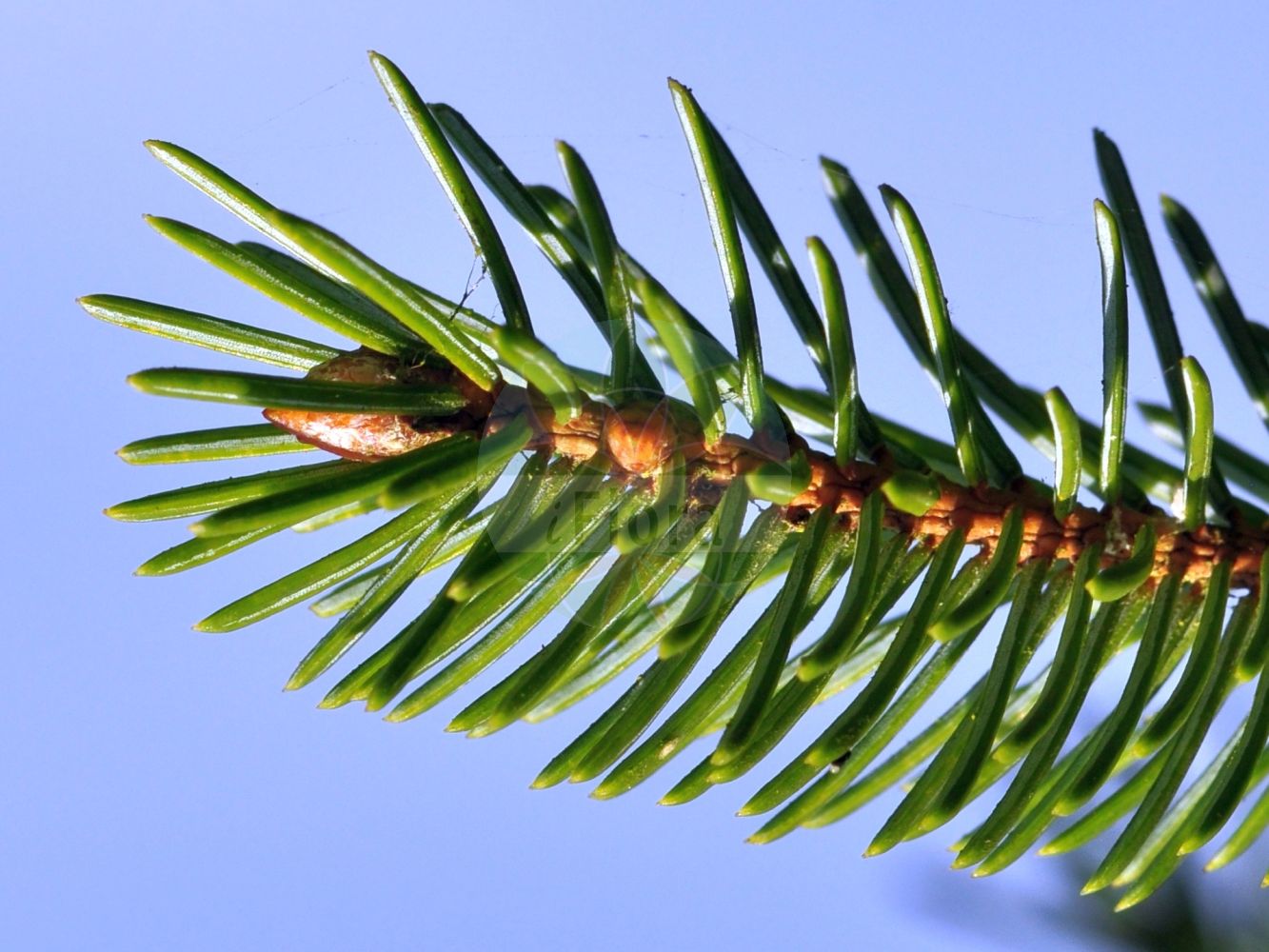 Foto von Picea sitchensis (Sitka-Fichte - Sitka Spruce). ---- Photo of Picea sitchensis (Sitka-Fichte - Sitka Spruce).(Picea sitchensis,Sitka-Fichte,Sitka Spruce,Abies falcata,Picea falcata,Picea menziesii,Picea sitchensis,Pinus menziesii,Pinus sitchensis,Sitka-Fichte,Sitka Spruce,Coast Spruce,Picea,Fichte,Spruce,Pinaceae,Kieferngewächse,Pine family)