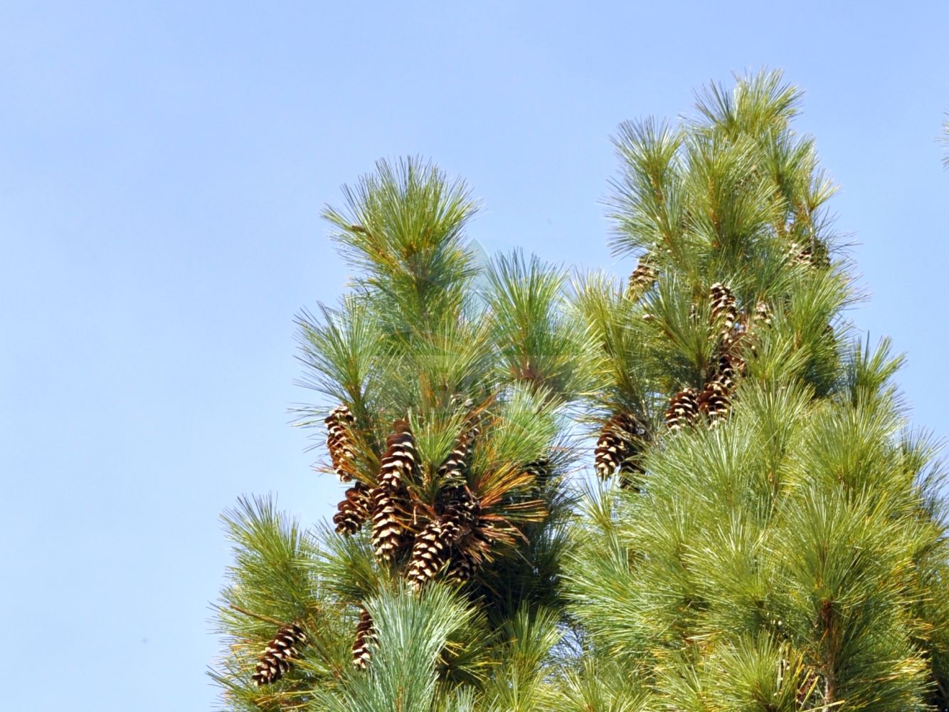 Foto von Pinus strobus (Weymouth-Kiefer - Weymouth Pine). Das Foto wurde in Eschborn, Hessen, Deutschland aufgenommen. ---- Photo of Pinus strobus (Weymouth-Kiefer - Weymouth Pine). The picture was taken in Eschborn, Hesse, Germany.(Pinus strobus,Weymouth-Kiefer,Weymouth Pine,Pinus strobus,Weymouth-Kiefer,Weymouth Pine,Eastern White Pine,Northern White Pine,White Pine,Yellow Pine,Pinus,Kiefer,Pine,Pinaceae,Kieferngewächse,Pine family)