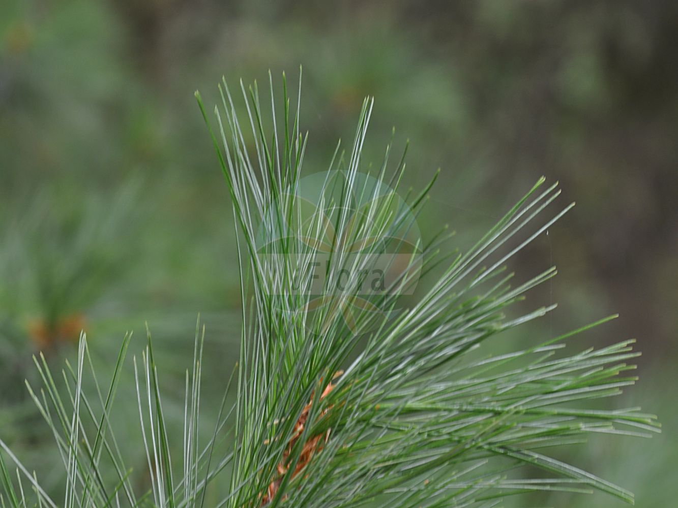 Foto von Pinus strobus (Weymouth-Kiefer - Weymouth Pine). Das Foto wurde in Mainz, Rheinland-Pfalz, Deutschland aufgenommen. ---- Photo of Pinus strobus (Weymouth-Kiefer - Weymouth Pine). The picture was taken in Mainz, Rhineland-Palatinate, Germany.(Pinus strobus,Weymouth-Kiefer,Weymouth Pine,Pinus strobus,Weymouth-Kiefer,Weymouth Pine,Eastern White Pine,Northern White Pine,White Pine,Yellow Pine,Pinus,Kiefer,Pine,Pinaceae,Kieferngewächse,Pine family)