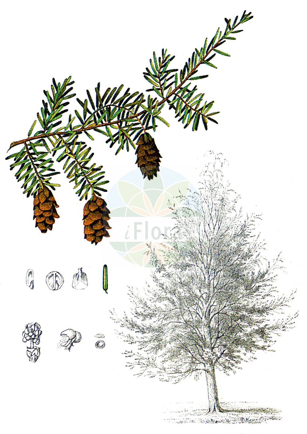 Historische Abbildung von Tsuga canadensis (Kanadische Hemlocktanne - Eastern Hemlock-spruce). Das Bild zeigt Blatt, Bluete, Frucht und Same. ---- Historical Drawing of Tsuga canadensis (Kanadische Hemlocktanne - Eastern Hemlock-spruce). The image is showing leaf, flower, fruit and seed.(Tsuga canadensis,Kanadische Hemlocktanne,Eastern Hemlock-spruce,Pinus canadensis,Tsuga canadensis,Kanadische Hemlocktanne,Schierlingstanne,Eastern Hemlock-spruce,Canada Hemlock,Eastern Hemlock,Tsuga,Hemlocktanne,Hemlock-spruce,Pinaceae,Kieferngewächse,Pine family,Blatt,Bluete,Frucht,Same,leaf,flower,fruit,seed,Millspaugh (1892))