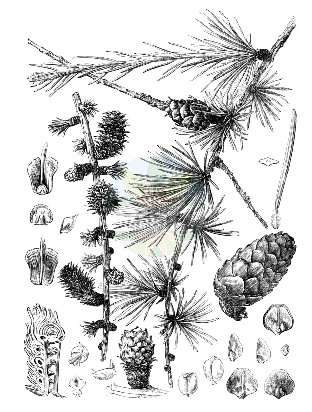 Historische Abbildung von Larix decidua (Europäische Lärche - European Larch). Das Bild zeigt Blatt, Bluete, Frucht und Same. ---- Historical Drawing of Larix decidua (Europäische Lärche - European Larch). The image is showing leaf, flower, fruit and seed.(Larix decidua,Europäische Lärche,European Larch,Larix decidua,Larix europaea,Pinus larix,Europaeische Laerche,European Larch,Common Larch,Larch,White Larch,Larix,Lärche,Larch,Pinaceae,Kieferngewächse,Pine family,Blatt,Bluete,Frucht,Same,leaf,flower,fruit,seed,Gilg & Schumann (1900))