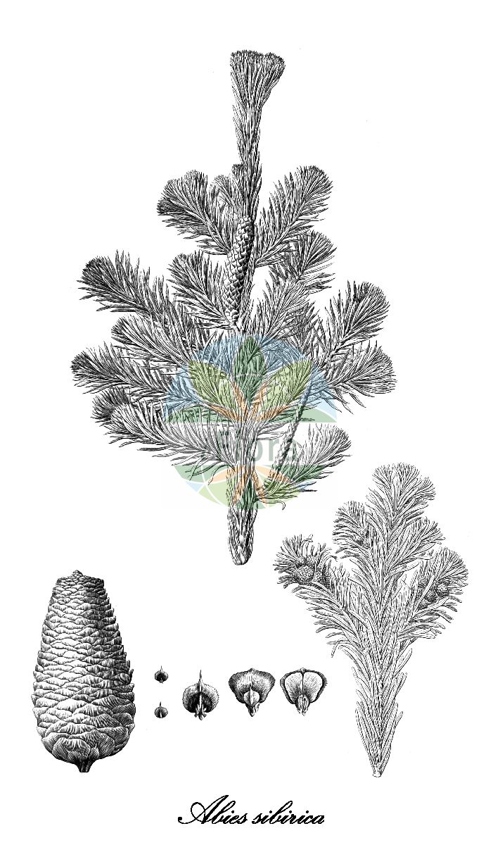Historische Abbildung von Abies sibirica (Sibirische Tanne). Das Bild zeigt Blatt, Bluete, Frucht und Same. ---- Historical Drawing of Abies sibirica (Sibirische Tanne). The image is showing leaf, flower, fruit and seed.(Abies sibirica,Sibirische Tanne,Abies,Tanne,Fir,Pinaceae,Kieferngewächse,Pine Family,Blatt,Bluete,Frucht,Same,leaf,flower,fruit,seed,von Ledebour (1829-1834))