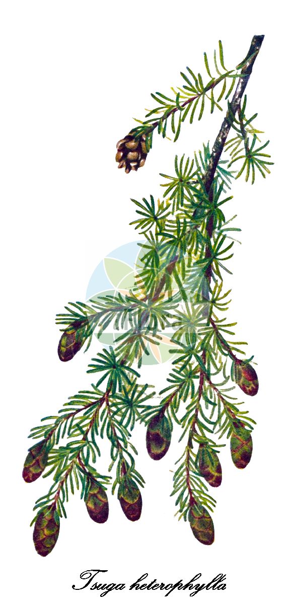 Historische Abbildung von Tsuga heterophylla (Westliche Hemlocktanne - Western Hemlock-spruce). Das Bild zeigt Blatt, Bluete, Frucht und Same. ---- Historical Drawing of Tsuga heterophylla (Westliche Hemlocktanne - Western Hemlock-spruce). The image is showing leaf, flower, fruit and seed.(Tsuga heterophylla,Westliche Hemlocktanne,Western Hemlock-spruce,Abies heterophylla,Tsuga,Hemlocktanne,Hemlock,Pinaceae,Kieferngewächse,Pine Family,Blatt,Bluete,Frucht,Same,leaf,flower,fruit,seed,Walcott (1925-1927))
