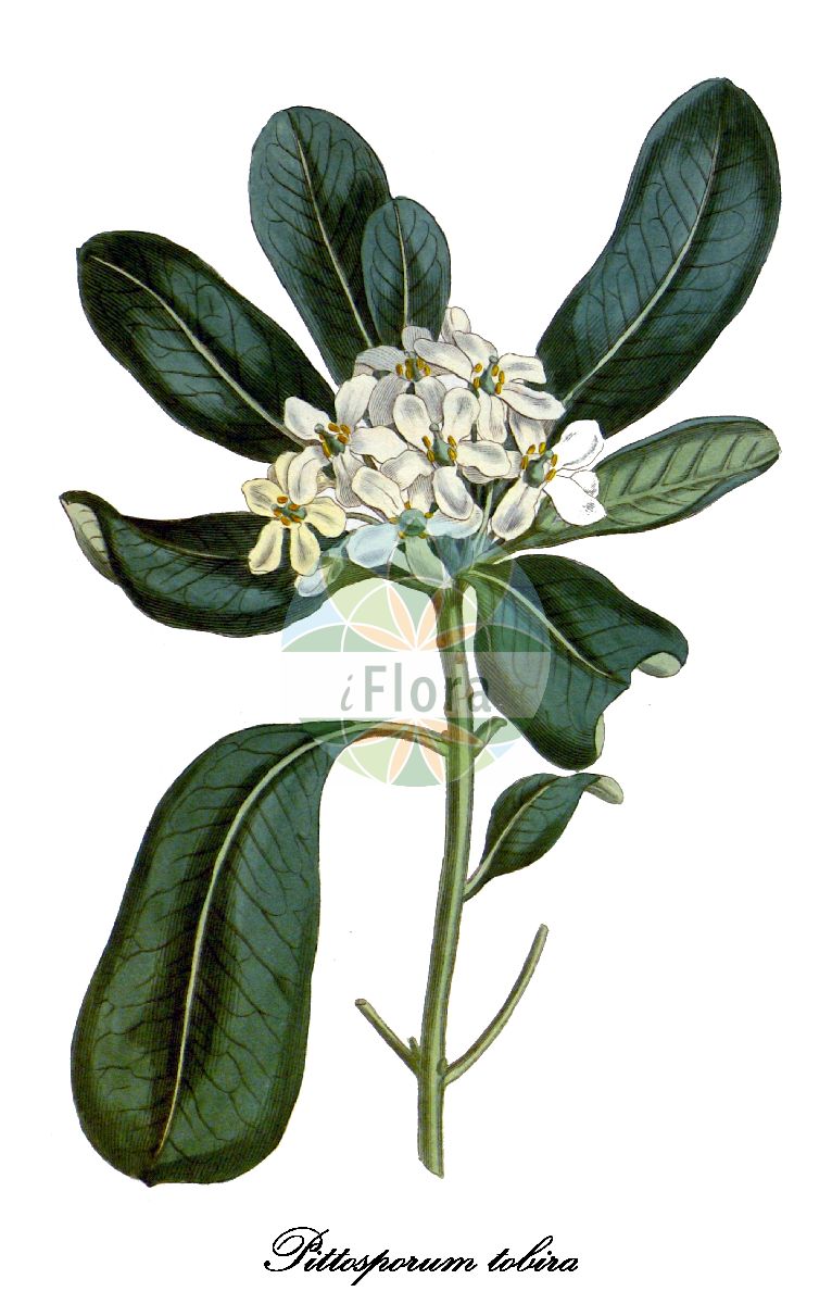 Historische Abbildung von Pittosporum tobira (Chinesischer Klebsame). Das Bild zeigt Blatt, Bluete, Frucht und Same. ---- Historical Drawing of Pittosporum tobira (Chinesischer Klebsame). The image is showing leaf, flower, fruit and seed.(Pittosporum tobira,Chinesischer Klebsame,Euonymus tobira,Evonymus tobira,Pittosporum,Klebsame,Pittosporaceae,Blatt,Bluete,Frucht,Same,leaf,flower,fruit,seed,Curtis Botanical Magazine (1811))