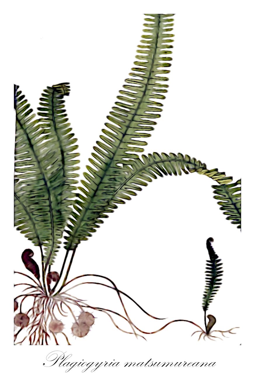 Plagiogyria matsumureana - Plagiogyriaceae,Plantae,Pteridobiotina,Polypodiophyta,Polypodiopsida,Polypodiidae,Cyatheales,Plagiogyriaceae,Plagiogyria,Plagiogyria matsumureana,Blechnum fauriae, Blechnum fauriei, Lomaria euphlebia var. serrata, Lomaria fauriei, Lomaria matsumureana, Plagiogyria fauriei, Plagiogyria semicordata subsp. matsumureana