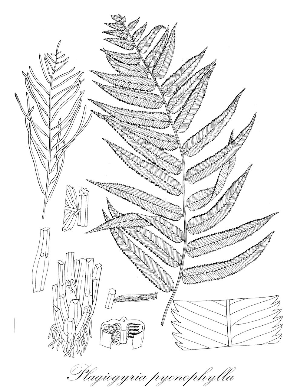 Plagiogyria pycnophylla - Plagiogyriaceae,Plantae,Pteridobiotina,Polypodiophyta,Polypodiopsida,Polypodiidae,Cyatheales,Plagiogyriaceae,Plagiogyria,Plagiogyria pycnophylla,Lomaria callosa, Lomaria pycnophylla, Lomaria pycnophylla f. alpina, Lomaria pycnophylla f. major, Plagiogyria coerulescens, Plagiogyria communis, Plagiogyria decrescens, Plagiogyria gigantea, Plagiogyria glauca var. virescens, Plagiogyria lanuginosa, Plagiogyria lineata, Plagiogyria minguingensis, Plagiogyria pycnophylla var. mixta, Plagiogyria pycnophylla var. remota, Plagiogyria scandens, Plagiogyria simulans, Plagiogyria taliensis, Plagiogyria tetraptera, Plagiogyria virescens, Plagiogyria wilhelmensis, Stenochlaena pycnophylla