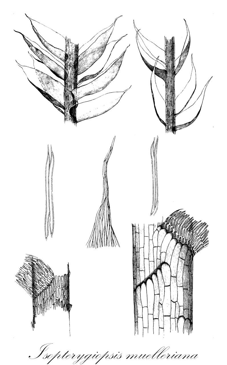 Isopterygiopsis muelleriana - Plagiotheciaceae,Plantae,Bryobiotina,Bryophyta,Bryopsida,Bryidae,Hypnanae,Hypnales,Plagiotheciaceae,Isopterygiopsis,Isopterygiopsis muelleriana,Hypnum muellerianum, Isopterygium muelleri, Isopterygium muellerianum, Isopterygium muellerianum f. flagellare, Isopterygium muellerianum f. longinerve, Isopterygium muellerianum f. myurum, Isopterygium muellerianum f. pehrii, Isopterygium muellerianum var. pehrii, Isopterygium nitidulum subsp. muelleri, Isopterygium sericifolium, Plagiothecium molendoi, Plagiothecium muellerianum, Plagiothecium muellerianum f. flagellare, Plagiothecium muellerianum f. myurum, Plagiothecium muellerianum var. myurum, Plagiothecium nitidulum subsp. muelleri