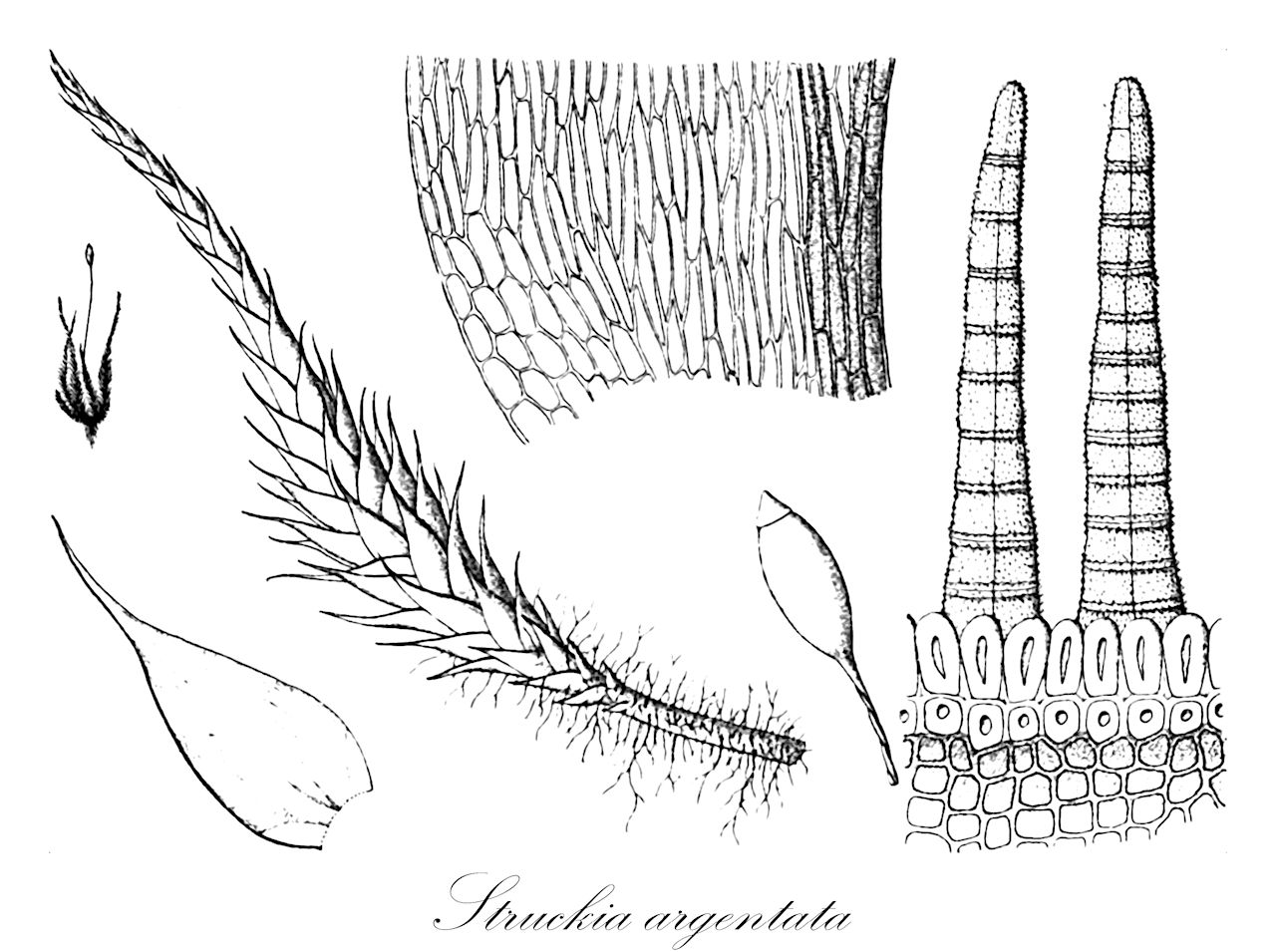 Struckia argentata - Plagiotheciaceae,Plantae,Bryobiotina,Bryophyta,Bryopsida,Bryidae,Hypnanae,Hypnales,Plagiotheciaceae,Struckia,Struckia argentata,Hypnum argentatum, Plagiothecium argentatum, Struckia argyreola, Struckia pallescens