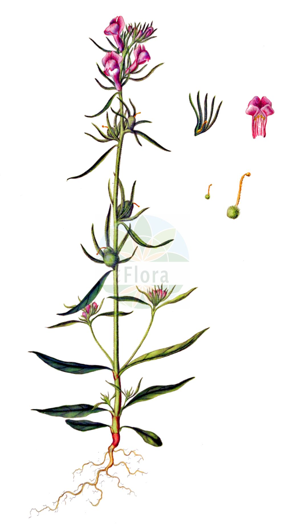 Historische Abbildung von Misopates orontium (Acker-Löwenmaul - Weasel's-snout). Das Bild zeigt Blatt, Bluete, Frucht und Same. ---- Historical Drawing of Misopates orontium (Acker-Löwenmaul - Weasel's-snout). The image is showing leaf, flower, fruit and seed.(Misopates orontium,Acker-Löwenmaul,Weasel's-snout,Antirrhinum orontium,Misopates orontium,Acker-Loewenmaul,Katzenmaul,Weasel's-snout,Calf's-snout,Linearleaf Snapdragon,Corn Snapdragon,Lesser Snapdragon,Linear-leaved Snapdragon,Wild Antirrhinum,Misopates,Katzenmaul,Snapdragon,Plantaginaceae,Wegerichgewächse,Plantain family,Blatt,Bluete,Frucht,Same,leaf,flower,fruit,seed,Oeder (1761-1883))