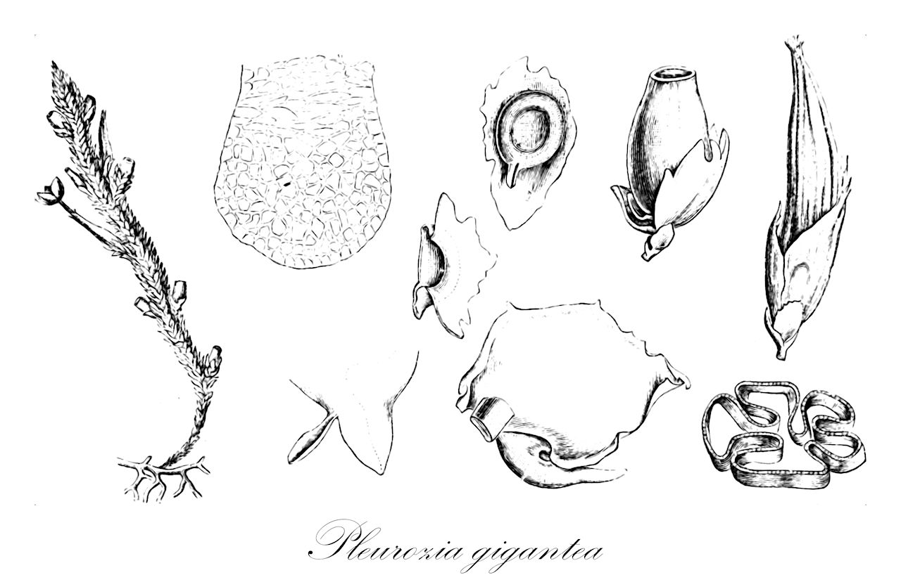 Pleurozia gigantea - Pleuroziaceae,Plantae,Bryobiotina,Marchantiophyta,Jungermanniopsida,Metzgeriidae,Pleuroziales,Pleuroziaceae,Pleurozia,Pleurozia gigantea,Eopleurozia simplicissima, Jungermannia gigantea, Jungermannia sphagnoides, Physiotium giganteum, Physiotium giganteum var. giganteum, Physiotium giganteum var. major, Physiotium majus, Physiotium pacificum, Physiotium sphagnoides, Physiotium sphagnoides var. borneense, Pleurozia borneense, Pleurozia gigantea var. borneensis, Pleurozia gigantea var. gigantea, Pleurozia gigantea var. major, Pleurozia gigantea var. major, Pleurozia simplicissima, Pleurozia sphagnoides, Pleurozia sphagnoides