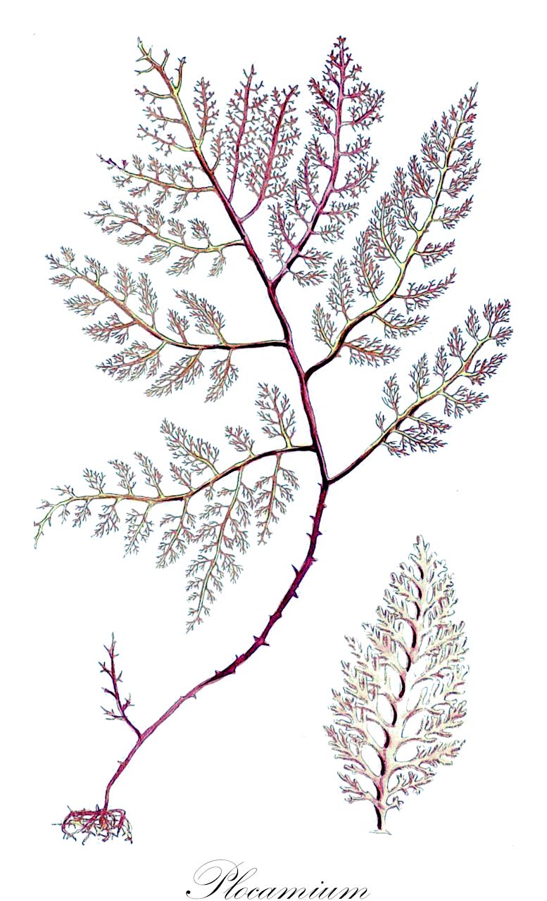 Plocamium - Plocamiaceae,Biota,Plantae,Rhodophyta,Eurhodophytina,Florideophyceae,Plocamiales,Plocamiaceae,Plocamium,Nereidea, Plocamia, Thamnocarpus