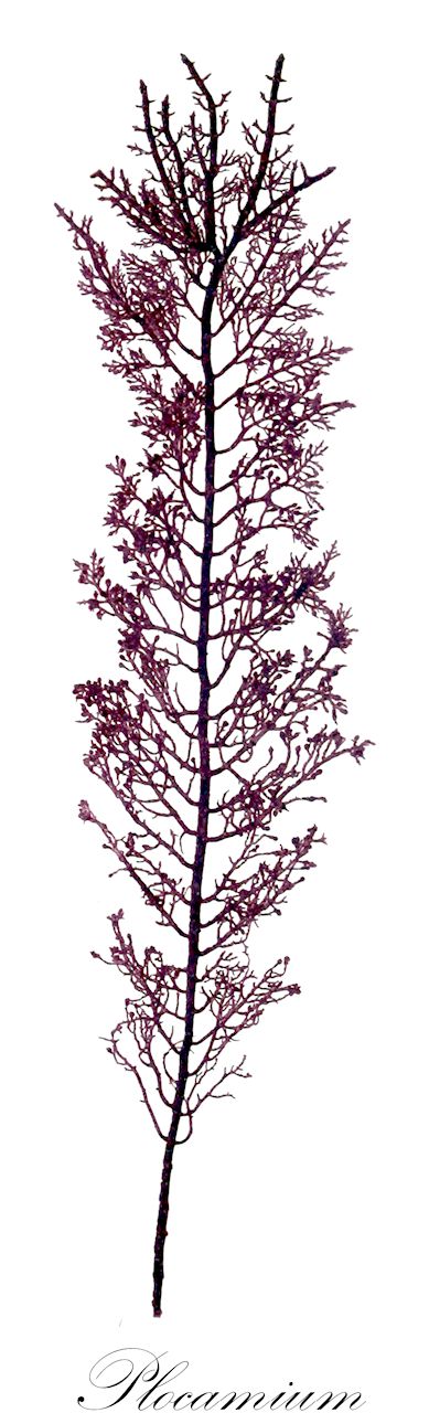 Plocamium - Plocamiaceae,Biota,Plantae,Rhodophyta,Eurhodophytina,Florideophyceae,Plocamiales,Plocamiaceae,Plocamium,Nereidea, Plocamia, Thamnocarpus