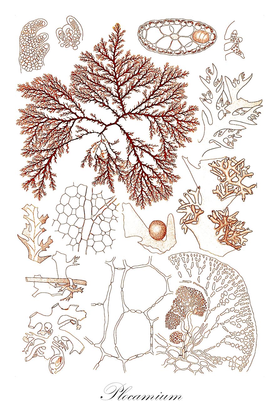 Plocamium - Plocamiaceae,Biota,Plantae,Rhodophyta,Eurhodophytina,Florideophyceae,Plocamiales,Plocamiaceae,Plocamium,Nereidea, Plocamia, Thamnocarpus