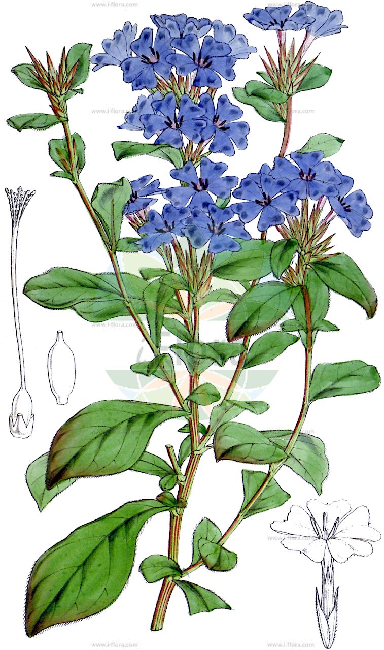 Ceratostigma plumbaginoides - Plumbaginaceae,Plantae,Pteridobiotina,Angiosperms,Caryophyllales,Plumbaginaceae,Plumbagineae,Ceratostigma,Ceratostigma plumbaginoides,Ceratostigma plantaginoides, Plumbago larpentae, Plumbago larpentiae, Valoradia plumbaginoides,Kriechende Hornnarbe;Chinesische Bleiwurz;Cératostigma faux plombago;dentelaire de Lady Larpent;Ceratostigma simile alla caprinella;ceratostigma;sump-fräne;Lady Larpent's loodkruid;кератостигма свинчатковая;цератостигма плюмбаговидная;цератостигма свинчатковая;цератостигма свинчатковидная;ipek çiçeği;lán xuě huā;蓝雪花