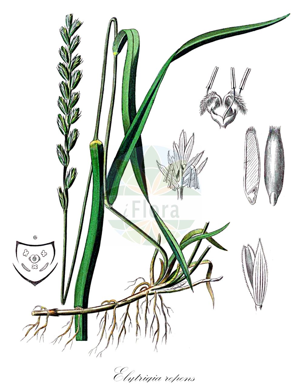 Historische Abbildung von Elytrigia repens (Kriech-Quecke - Common Couch). Das Bild zeigt Blatt, Bluete, Frucht und Same. ---- Historical Drawing of Elytrigia repens (Kriech-Quecke - Common Couch). The image is showing leaf, flower, fruit and seed.(Elytrigia repens,Kriech-Quecke,Common Couch,Agropyron caesium,Agropyron caldesii,Agropyron maroccanum,Agropyron repens,Elymus caesius,Elymus repens,Elytrigia repens,Triticum littoreum,Triticum repens,Kriech-Quecke,Gewoehnliche Quecke i. e. S.,Strand-Kriech-Quecke,Common Couch,Couch Grass,Tick Quackgrass,Common Couchgrass,Creeping Wheat Grass,Dog's Grass,Quackgrass,Quickgrass,Quitchgrass,Twitch,Twitchgrass,Elytrigia,Poaceae,Süßgräser,Grass family,Blatt,Bluete,Frucht,Same,leaf,flower,fruit,seed,Kohl (1891-1895))