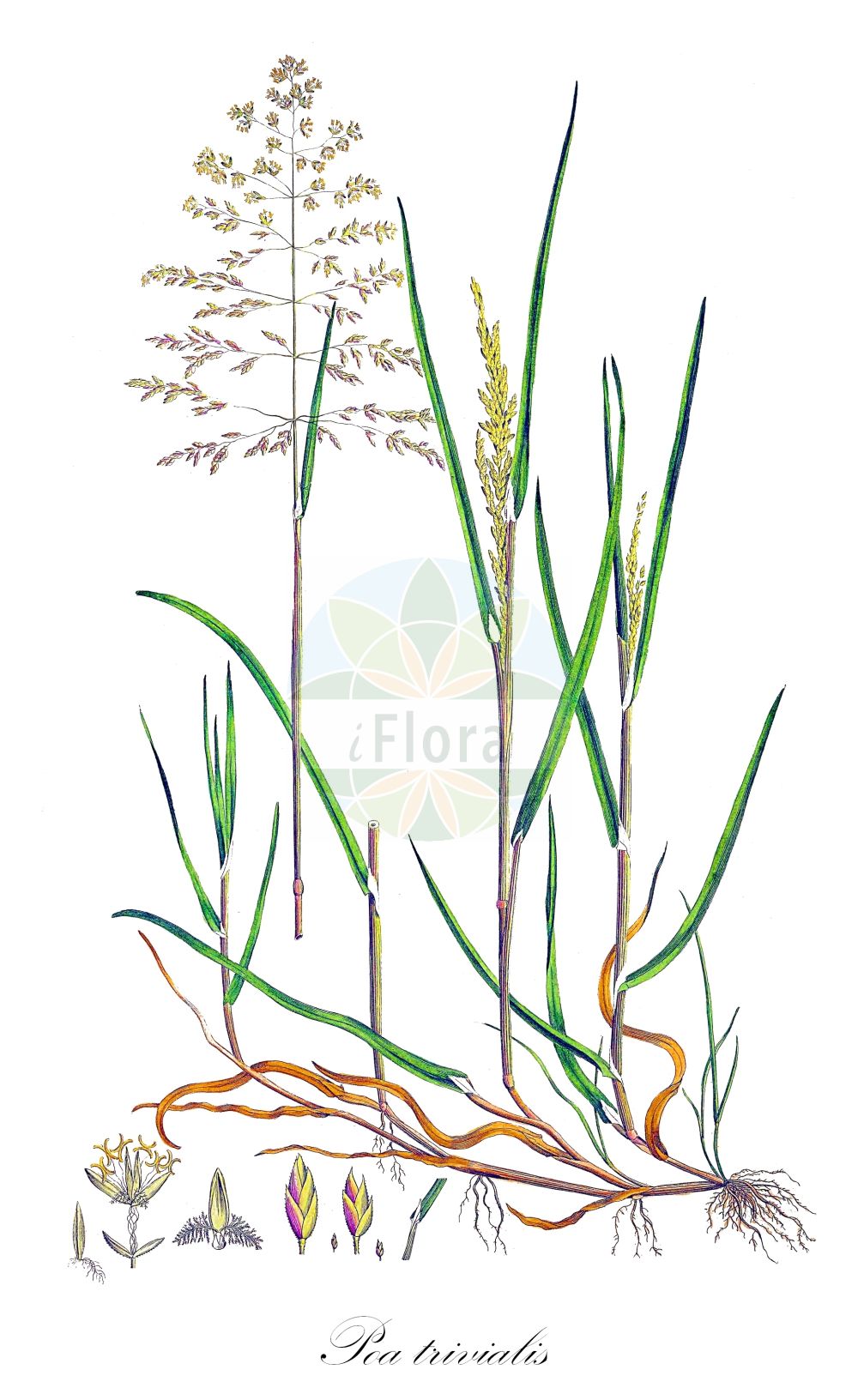 Historische Abbildung von Poa trivialis (Gewöhnliches Rispengras - Rough Meadow-grass). Das Bild zeigt Blatt, Bluete, Frucht und Same. ---- Historical Drawing of Poa trivialis (Gewöhnliches Rispengras - Rough Meadow-grass). The image is showing leaf, flower, fruit and seed.(Poa trivialis,Gewöhnliches Rispengras,Rough Meadow-grass,Poa trivialis,Gewoehnliches Rispengras,Rough Meadow-grass,Rough Bluegrass,Rough-stalk Bluegrass,Rough-stalked Meadowgrass,Poa,Rispengras,Bluegrass,Poaceae,Süßgräser,Grass family,Blatt,Bluete,Frucht,Same,leaf,flower,fruit,seed,Curtis (1777-1798))