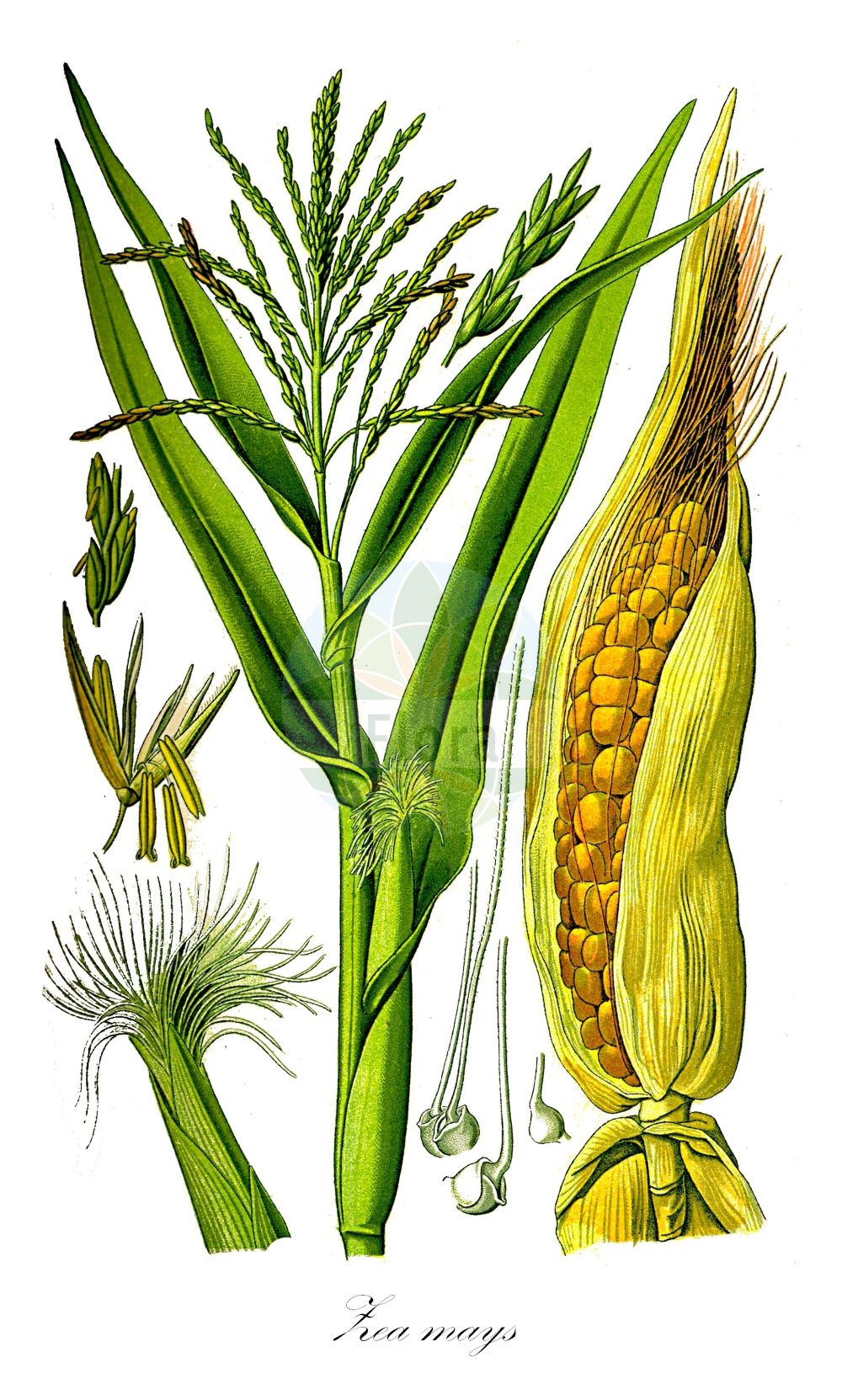 Historische Abbildung von Zea mays (Mais - Maize). ---- Historical Drawing of Zea mays (Mais - Maize).(Zea mays,Mais,Maize,Zea mays,Mais,Kukuruz,Tuerken,Tuerkischer Weizen,Welschkorn,Maize,Corn,Indian Corn,Zea,Mais,Corn,Poaceae,Süßgräser,Grass family,Thomé (1885))