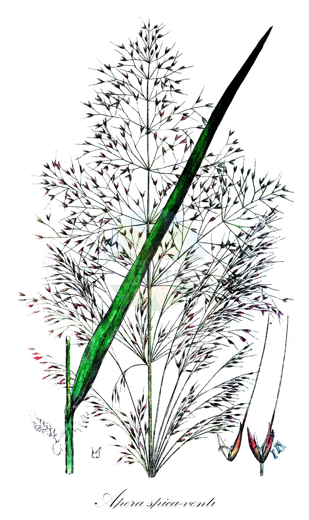 Historische Abbildung von Apera spica-venti (Acker-Windhalm - Loose Silky-bent). Das Bild zeigt Blatt, Bluete, Frucht und Same. ---- Historical Drawing of Apera spica-venti (Acker-Windhalm - Loose Silky-bent). The image is showing leaf, flower, fruit and seed.(Apera spica-venti,Acker-Windhalm,Loose Silky-bent,Agrostis spica-venti,Apera longiseta,Apera spica-venti,Acker-Windhalm,Loose Silky-bent,Silky Apera,Silky Bent,Silky Wind Grass,Wind Grass,Apera,Windhalm,Silkybent,Poaceae,Süßgräser,Grass family,Blatt,Bluete,Frucht,Same,leaf,flower,fruit,seed,Svensk Botanik (Svensk Botanik))