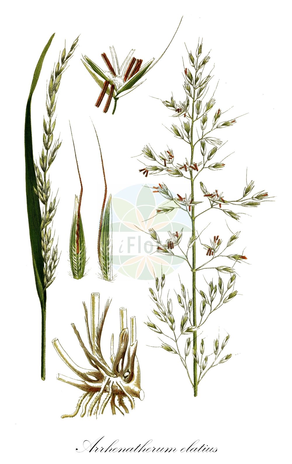 Historische Abbildung von Arrhenatherum elatius (Gewöhnlicher Glatthafer - False Oat-grass). Das Bild zeigt Blatt, Bluete, Frucht und Same. ---- Historical Drawing of Arrhenatherum elatius (Gewöhnlicher Glatthafer - False Oat-grass). The image is showing leaf, flower, fruit and seed.(Arrhenatherum elatius,Gewöhnlicher Glatthafer,False Oat-grass,Arrhenatherum avenaceum,Arrhenatherum biaristatum,Arrhenatherum elatius,Avena elata,Avena elatior,Holcus avenaceus,Gewoehnlicher Glatthafer,Franzoesisches Raygras,Franzoesisches Weidelgras,Knolliger Glatthafer,False Oat-grass,False Oat,Ribbon Grass,Tall Oatgrass,Arrhenatherum,Glatthafer,Oatgrass,Poaceae,Süßgräser,Grass family,Blatt,Bluete,Frucht,Same,leaf,flower,fruit,seed,Lindman (1901-1905))