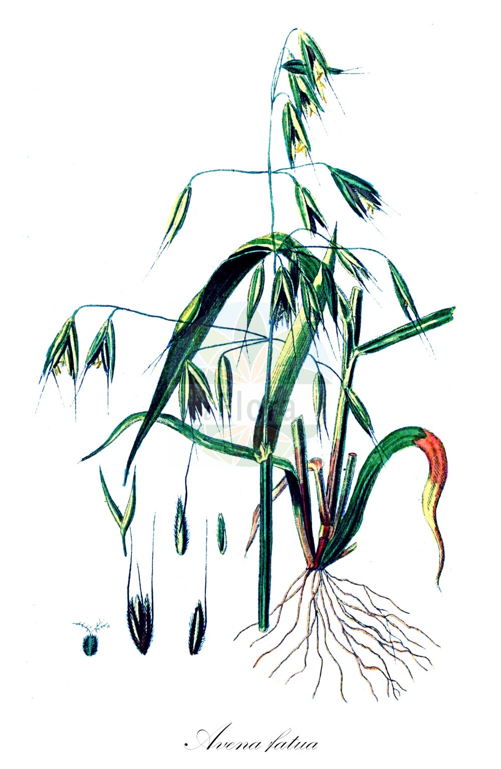 Historische Abbildung von Avena fatua (Flug-Hafer - Wild-oat). Das Bild zeigt Blatt, Bluete, Frucht und Same. ---- Historical Drawing of Avena fatua (Flug-Hafer - Wild-oat). The image is showing leaf, flower, fruit and seed.(Avena fatua,Flug-Hafer,Wild-oat,Anelytrum avenaceum,Avena fatua,Avena sativa subsp. fatua,Flug-Hafer,Sommerungs-Flug-Hafer,Wild-oat,Algerian Oat,Common Wild Oat,Spring Oat,Avena,Hafer,Oat,Poaceae,Süßgräser,Grass family,Blatt,Bluete,Frucht,Same,leaf,flower,fruit,seed,Kops (1800-1934))