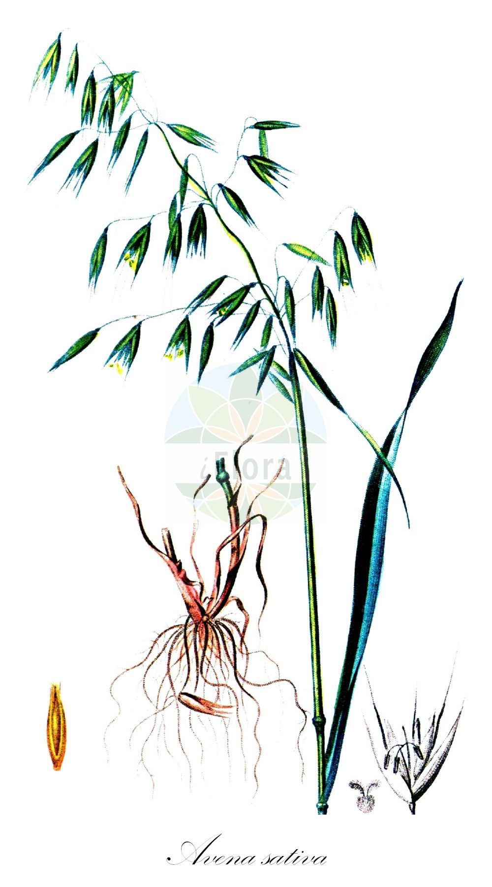 Historische Abbildung von Avena sativa (Saat-Hafer - Oat). Das Bild zeigt Blatt, Bluete, Frucht und Same. ---- Historical Drawing of Avena sativa (Saat-Hafer - Oat). The image is showing leaf, flower, fruit and seed.(Avena sativa,Saat-Hafer,Oat,Avena algeriensis,Avena nodipilosa,Avena orientalis,Avena sativa,Avena sativa var. macrantha,Saat-Hafer,Oat,Common Oat,Cultivated Oat,Avena,Hafer,Oat,Poaceae,Süßgräser,Grass family,Blatt,Bluete,Frucht,Same,leaf,flower,fruit,seed,Chaumeton (1814f))