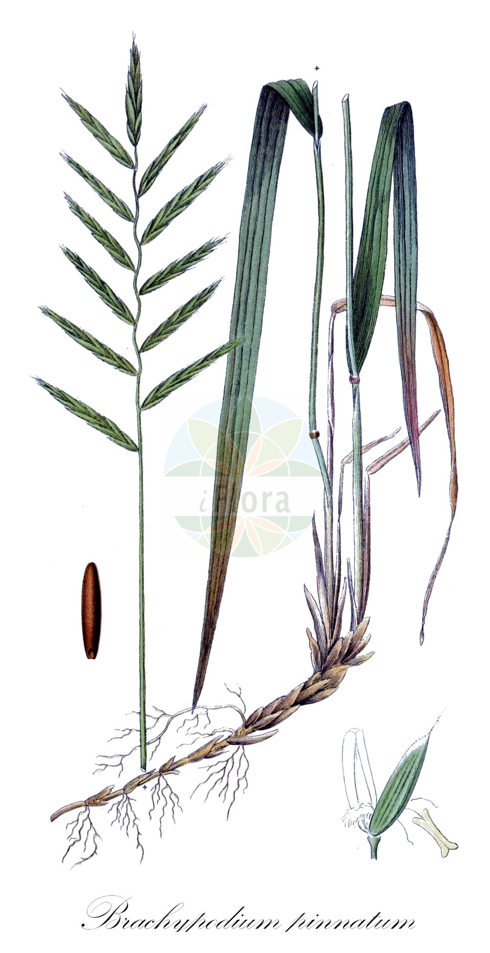Historische Abbildung von Brachypodium pinnatum (Fieder-Zwenke - Tor-grass). Das Bild zeigt Blatt, Bluete, Frucht und Same. ---- Historical Drawing of Brachypodium pinnatum (Fieder-Zwenke - Tor-grass). The image is showing leaf, flower, fruit and seed.(Brachypodium pinnatum,Fieder-Zwenke,Tor-grass,Brachypodium pinnatum,Bromus pinnatus,Fieder-Zwenke,Tor-grass,Heath False-brome,Chalk False Brome,False Japanese Bromegrass,Brachypodium,Zwenke,False Brome,Poaceae,Süßgräser,Grass family,Blatt,Bluete,Frucht,Same,leaf,flower,fruit,seed,Lindman (1901-1905))