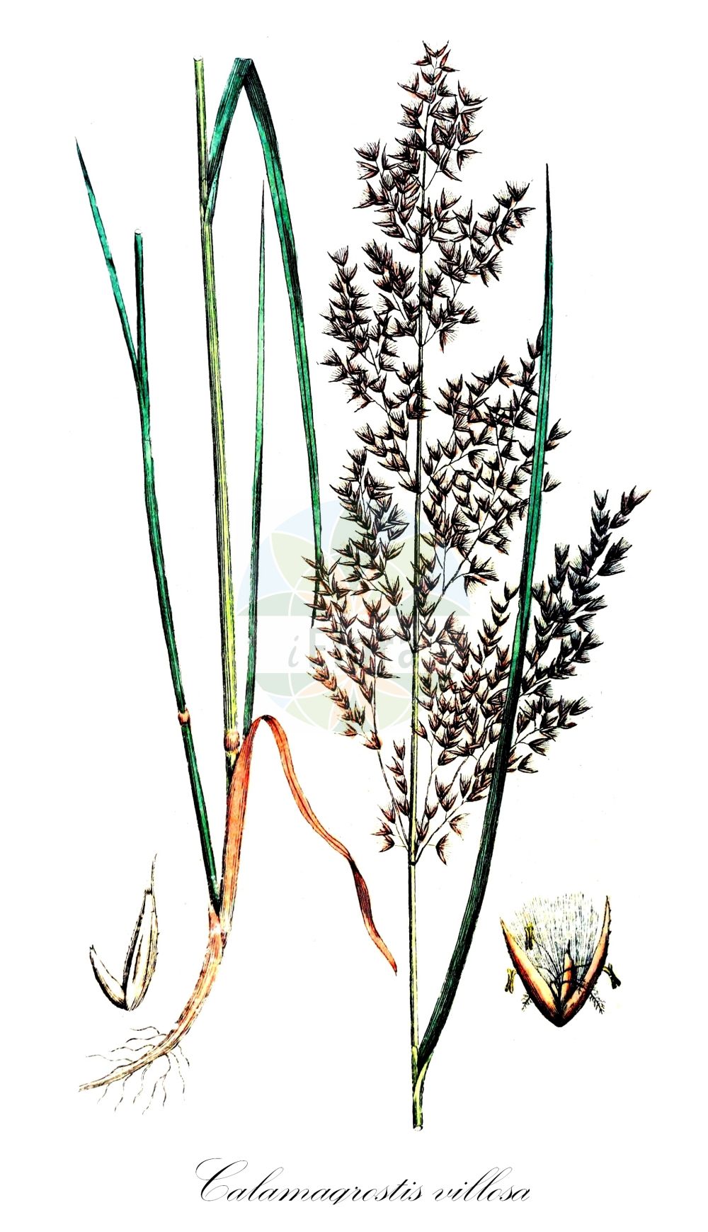 Historische Abbildung von Calamagrostis villosa (Wolliges Reitgras - Hairy Small-reed). Das Bild zeigt Blatt, Bluete, Frucht und Same. ---- Historical Drawing of Calamagrostis villosa (Wolliges Reitgras - Hairy Small-reed). The image is showing leaf, flower, fruit and seed.(Calamagrostis villosa,Wolliges Reitgras,Hairy Small-reed,Agrostis villosa,Calamagrostis hallerana,Calamagrostis villosa,Wolliges Reitgras,Woll-Reitgras,Hairy Small-reed,Calamagrostis,Reitgras,Reedgrass,Poaceae,Süßgräser,Grass family,Blatt,Bluete,Frucht,Same,leaf,flower,fruit,seed,Svensk Botanik (Svensk Botanik))