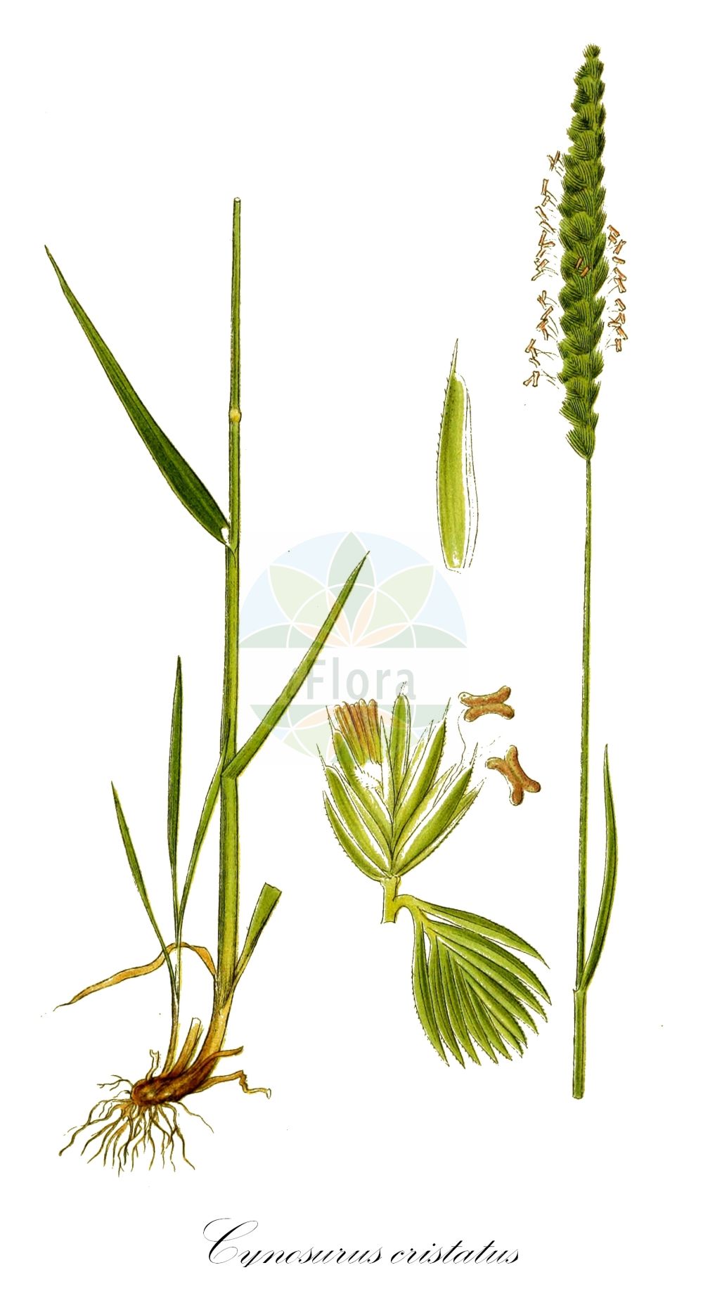Historische Abbildung von Cynosurus cristatus (Wiesen-Kammgras - Crested Dog's-tail). Das Bild zeigt Blatt, Bluete, Frucht und Same. ---- Historical Drawing of Cynosurus cristatus (Wiesen-Kammgras - Crested Dog's-tail). The image is showing leaf, flower, fruit and seed.(Cynosurus cristatus,Wiesen-Kammgras,Crested Dog's-tail,Cynosurus cristatus,Wiesen-Kammgras,Weide-Kammgras,Crested Dog's-tail,Crested Dogstail Grass,Crested Dog-tail Grass,Cynosurus,Kammgras,Dogstail Grass,Poaceae,Süßgräser,Grass family,Blatt,Bluete,Frucht,Same,leaf,flower,fruit,seed,Lindman (1901-1905))
